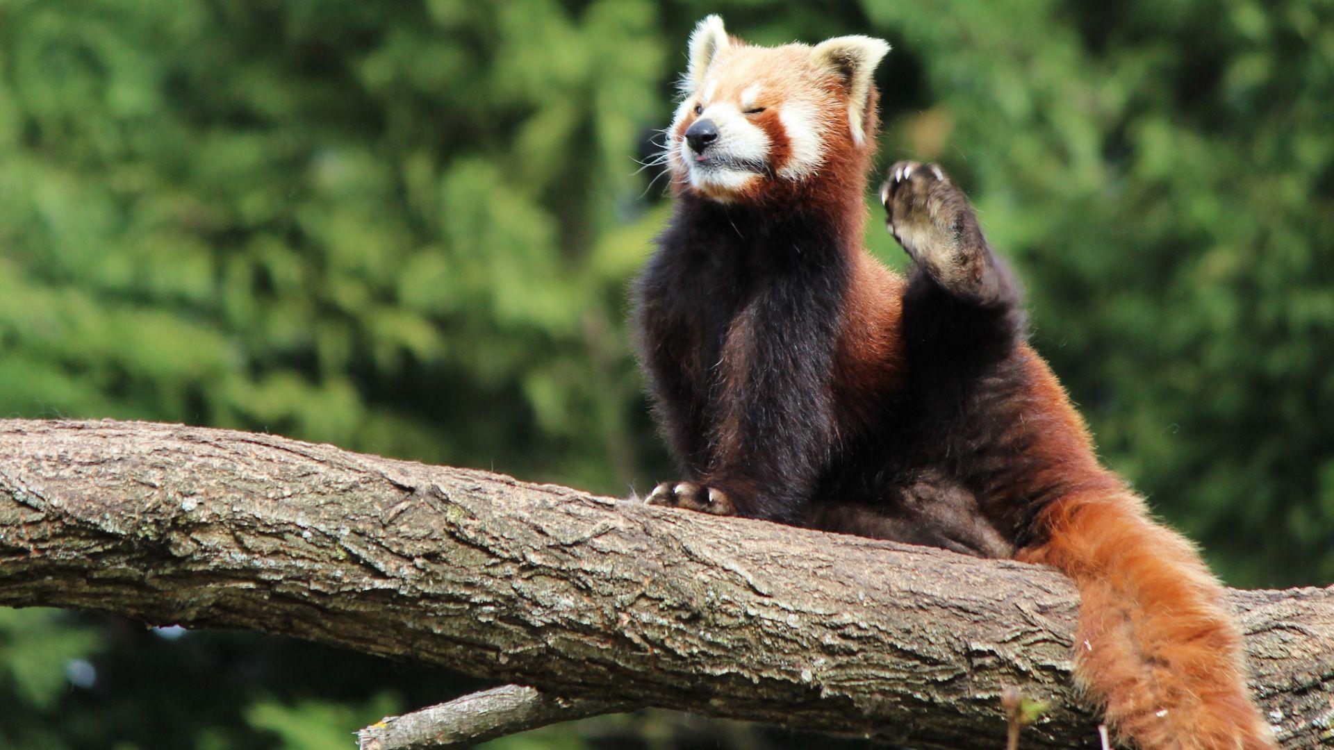 1920x1080 Red Panda Wallpaper 27528 1920x1080px