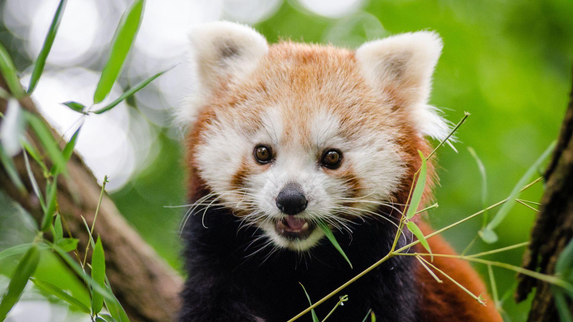1920x1080 Cute Baby Adorable Panda Wallpaper Red Panda Cartoon Image