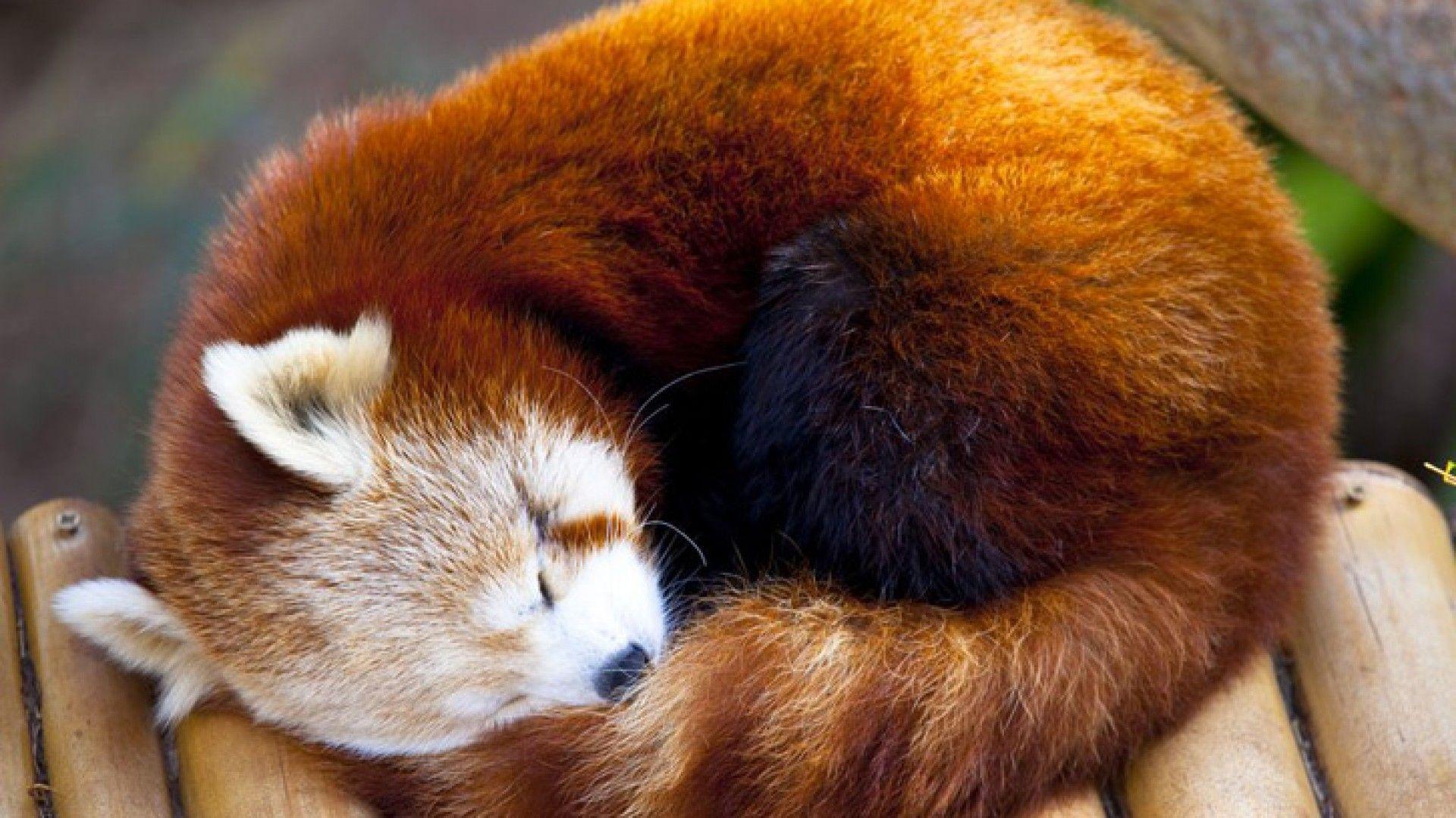 1920x1080 Red Panda Background