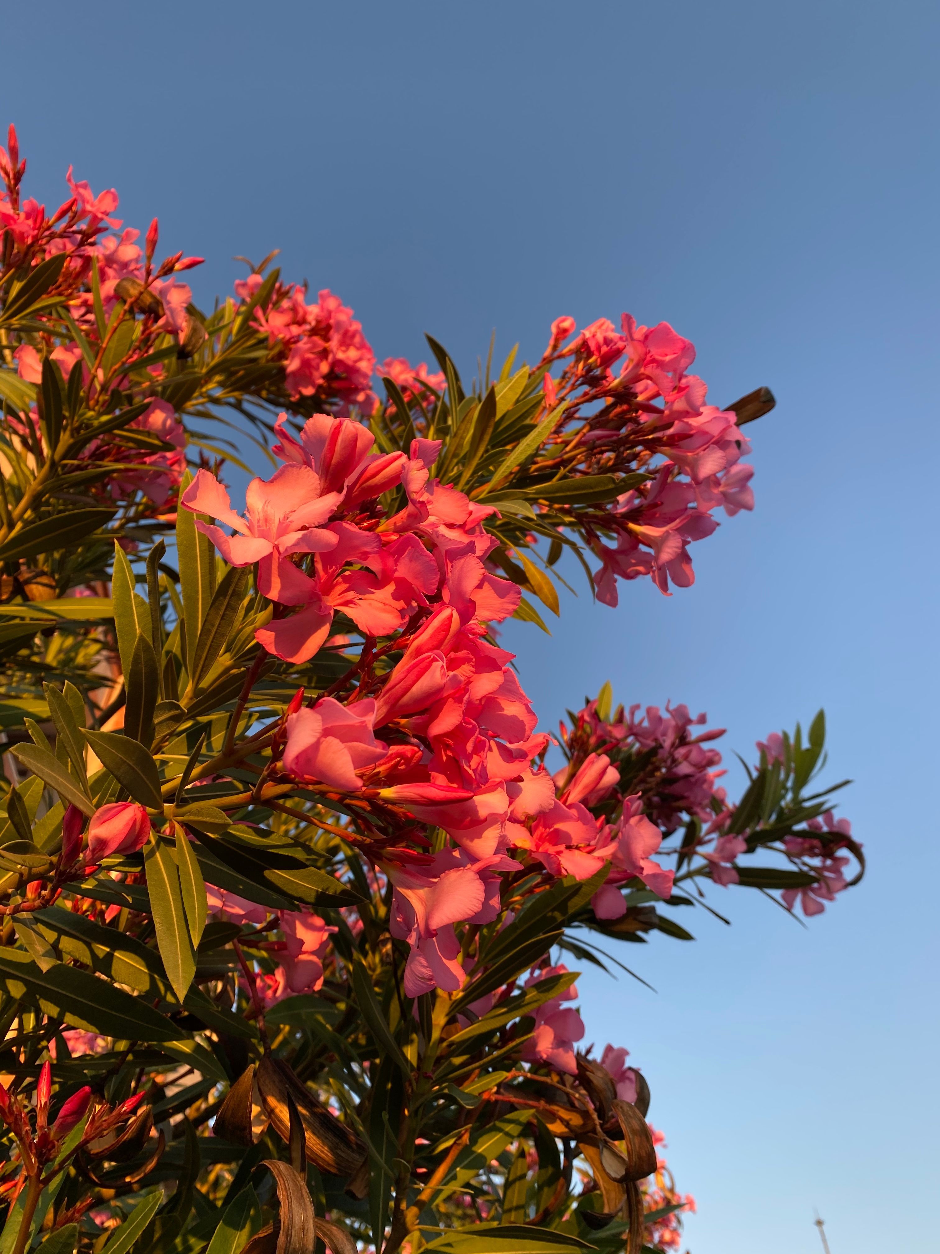 3024x4032 Blooming Oleander Flowers · Free