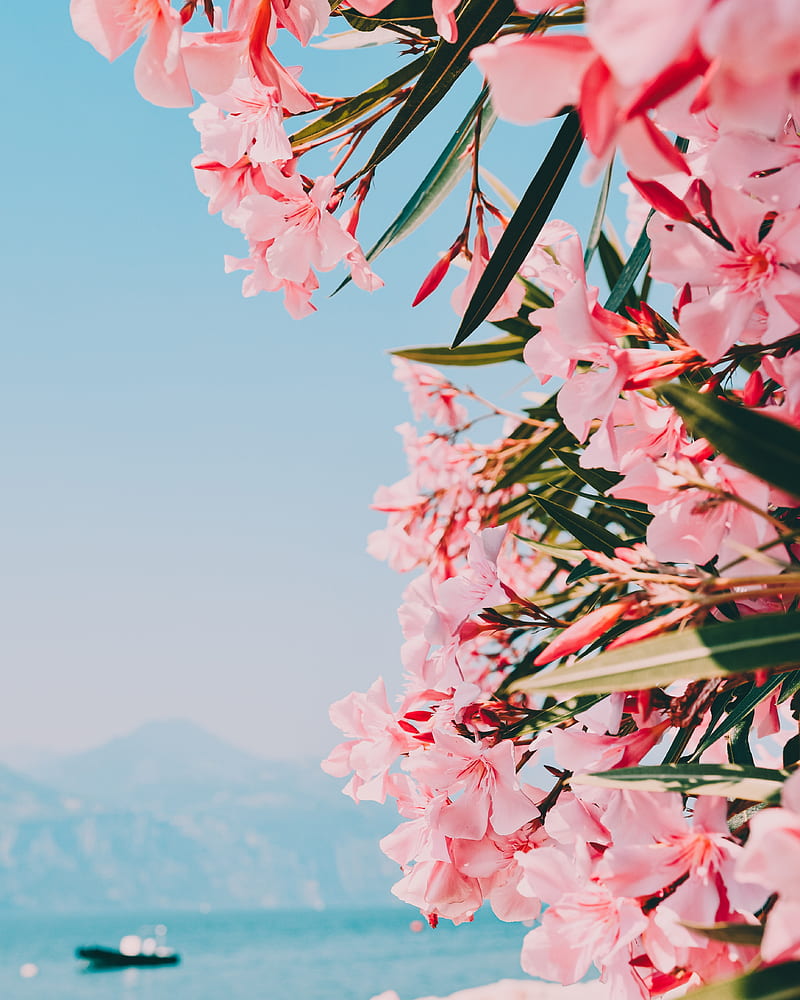 800x1000 HD oleander wallpaper