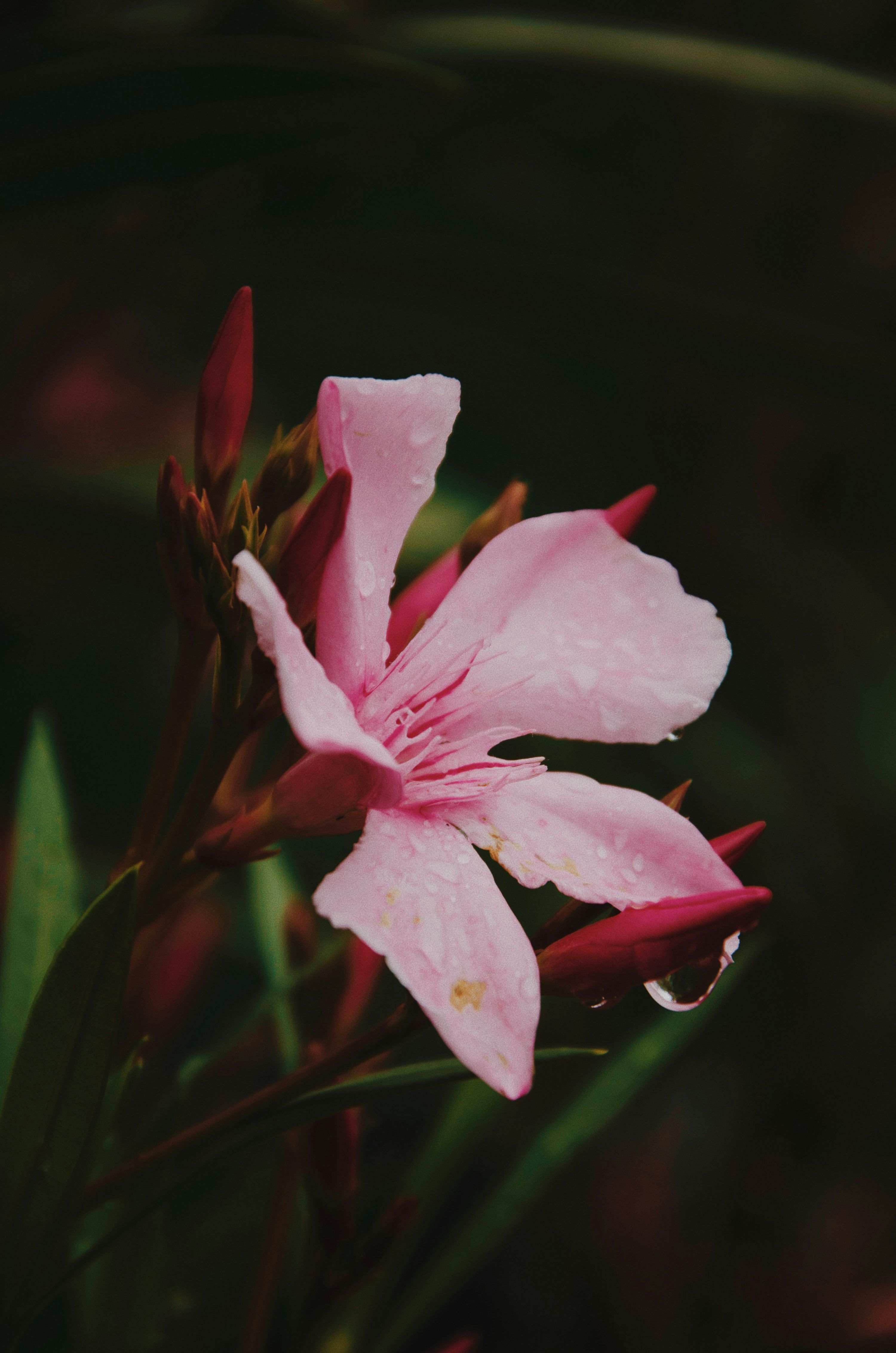 3000x4529 Oleander Picture. Download Free Image