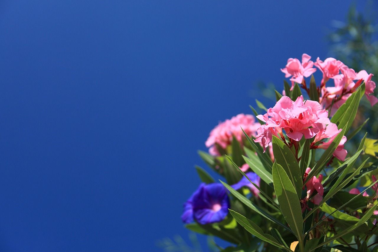 1280x853 Free Oleander & Nature Image