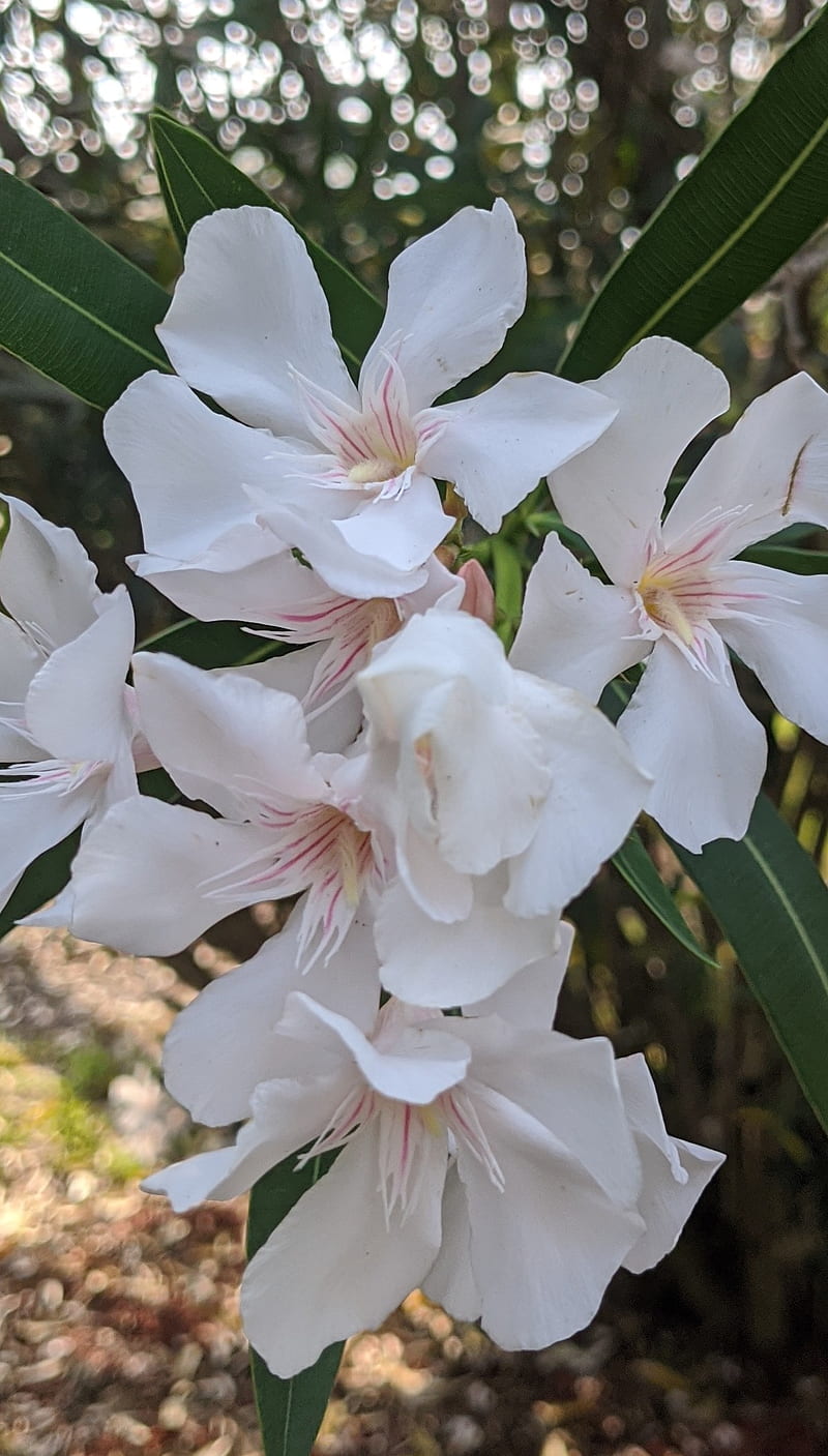 800x1407 HD oleander wallpaper