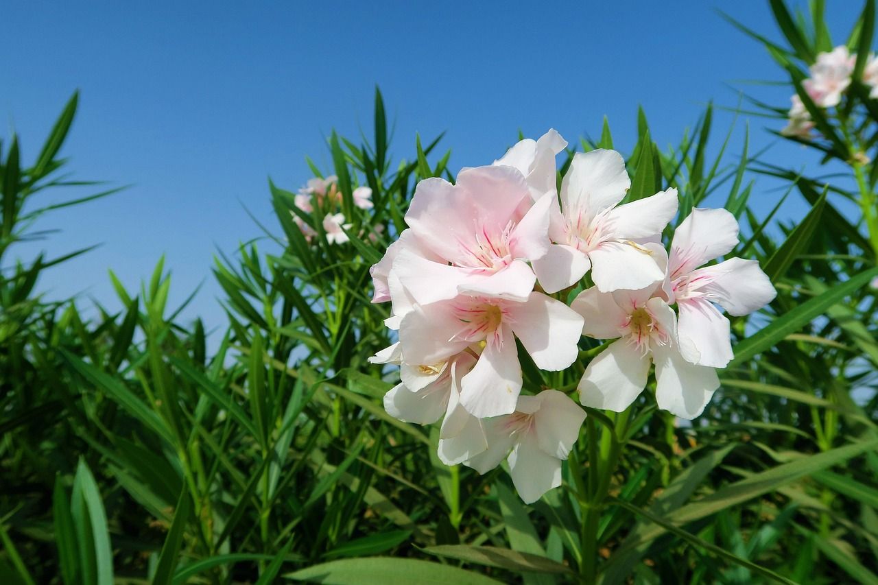 1280x853 Free White Oleander & Oleander Image