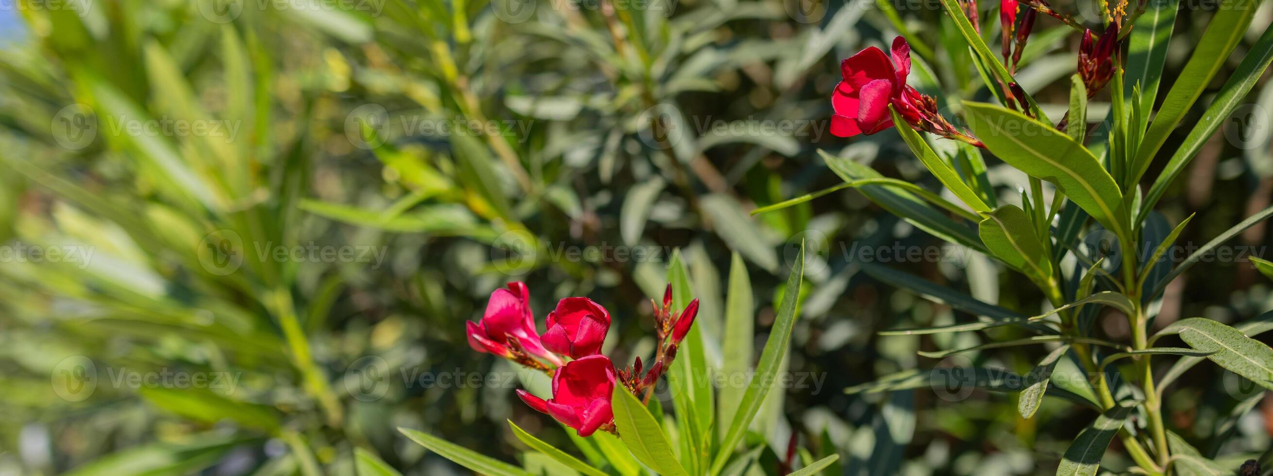 2621x980 Pink oleander or Nerium oleander in bloom. Pink summer oleander background. Banner with copy space