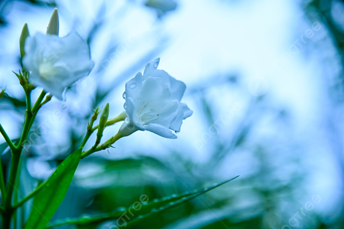 1200x798 Oleander Flowers Background Image, HD Picture and Wallpaper For Free Download