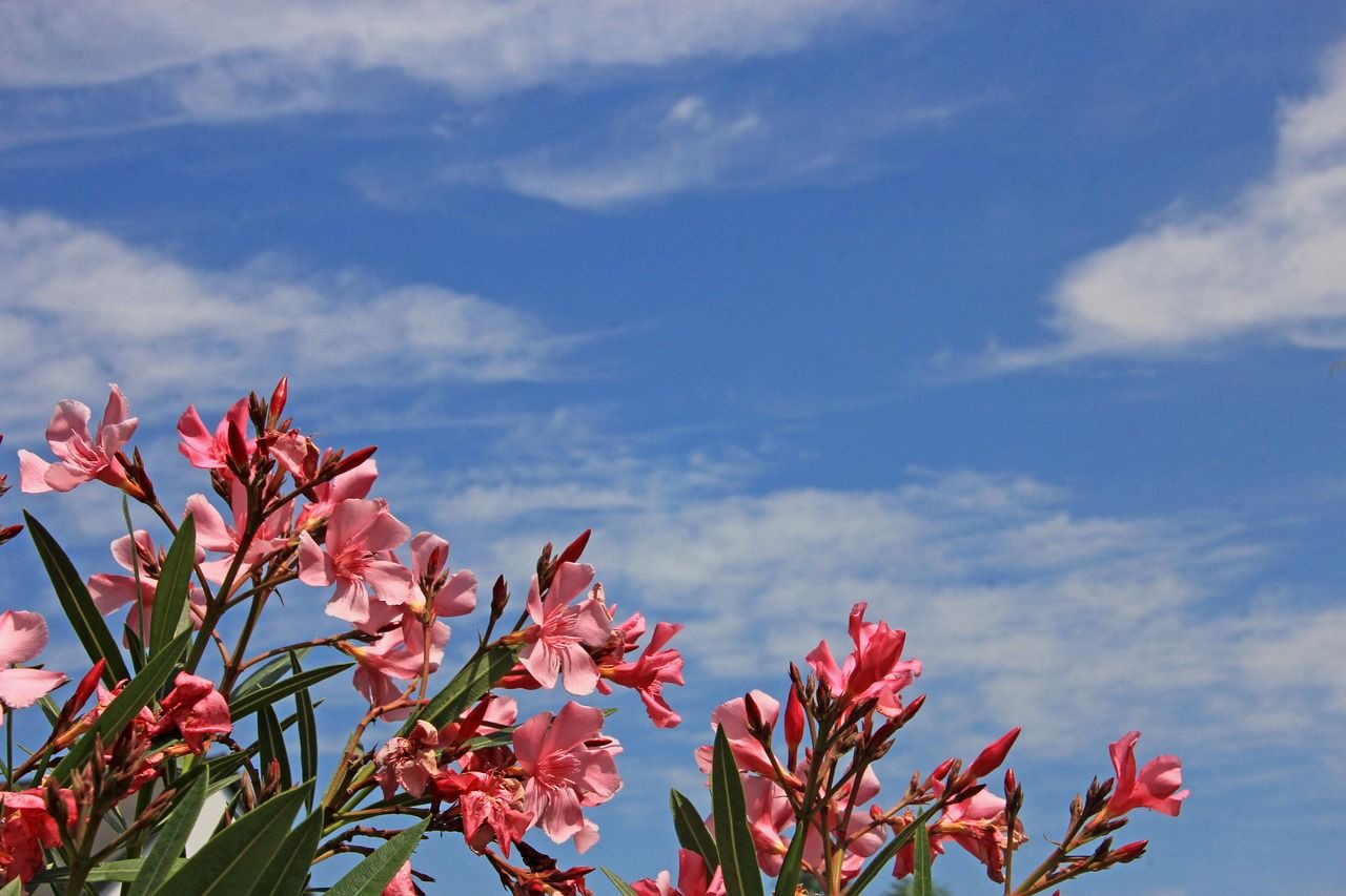 1280x853 Oleander Flower Blossoms
