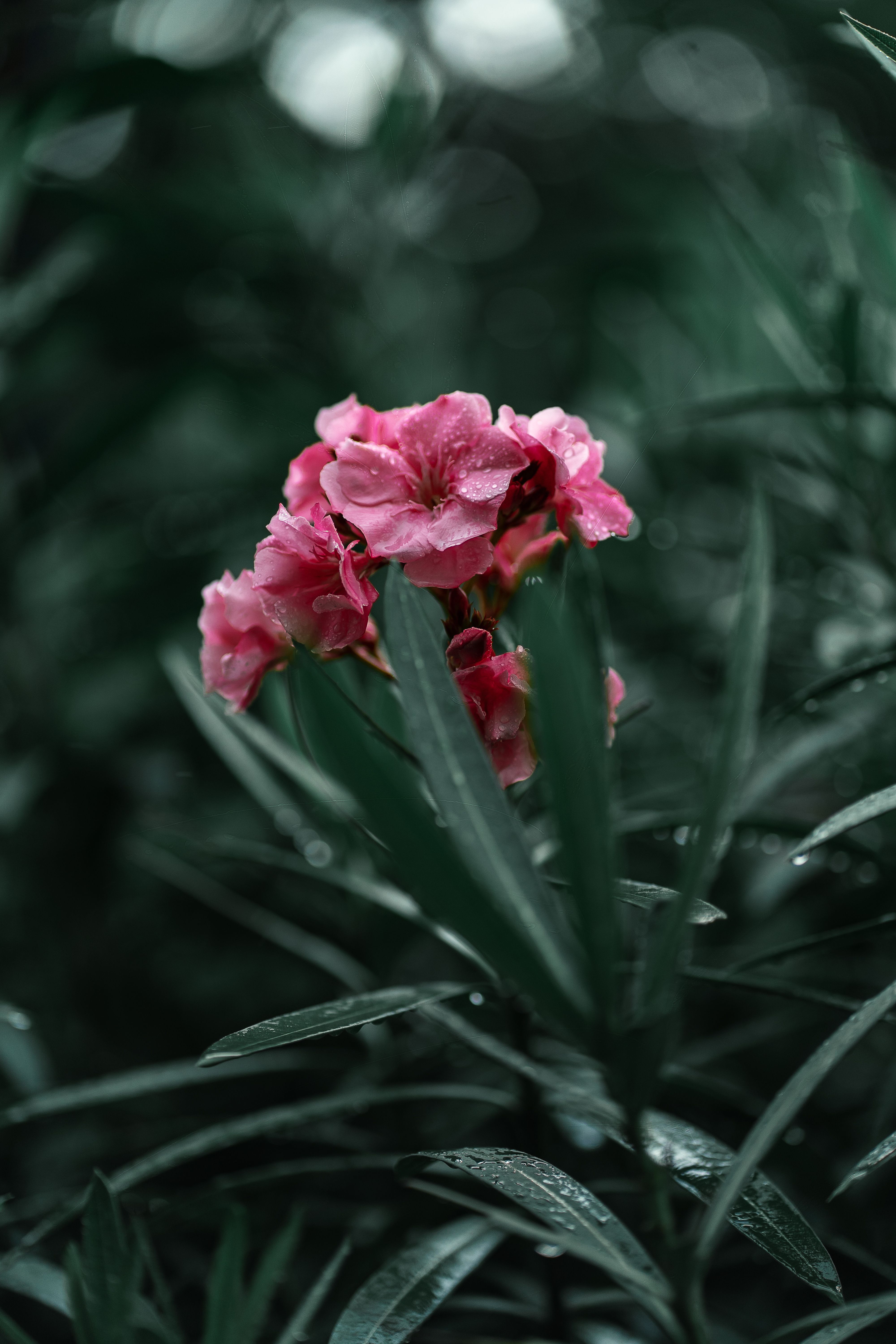 4000x6000 Beautiful Oleander Flowers · Free