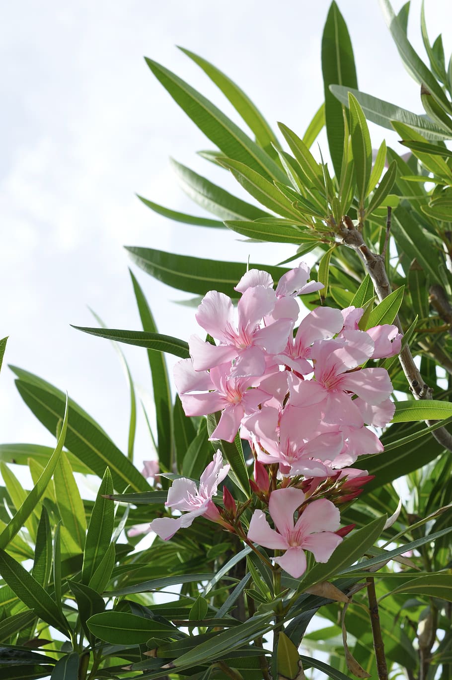 910x1370 Oleander 1080P, 2K, 4K, 5K HD wallpaper free download