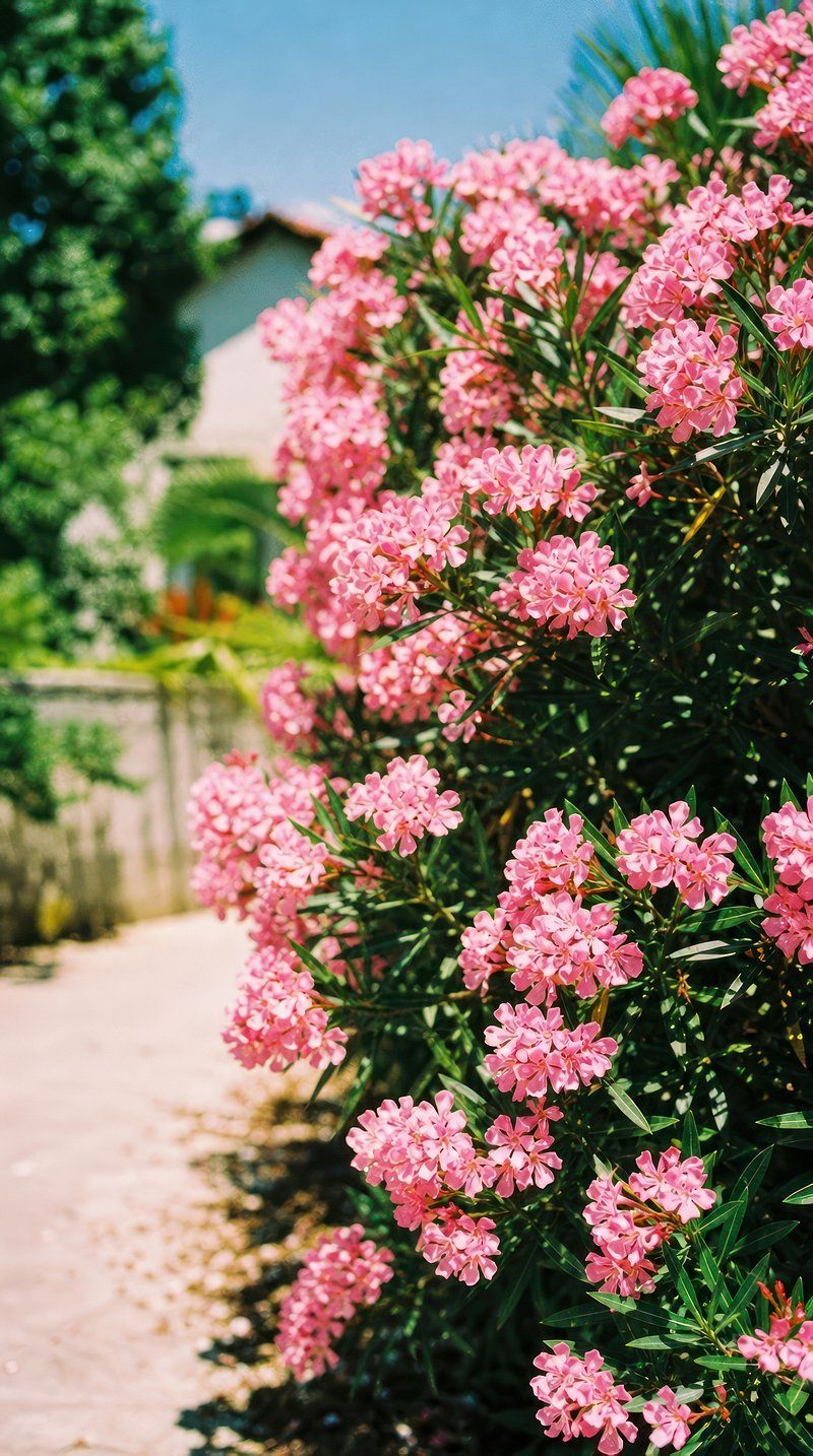 800x1434 Oleander Flower Image Wallpaper