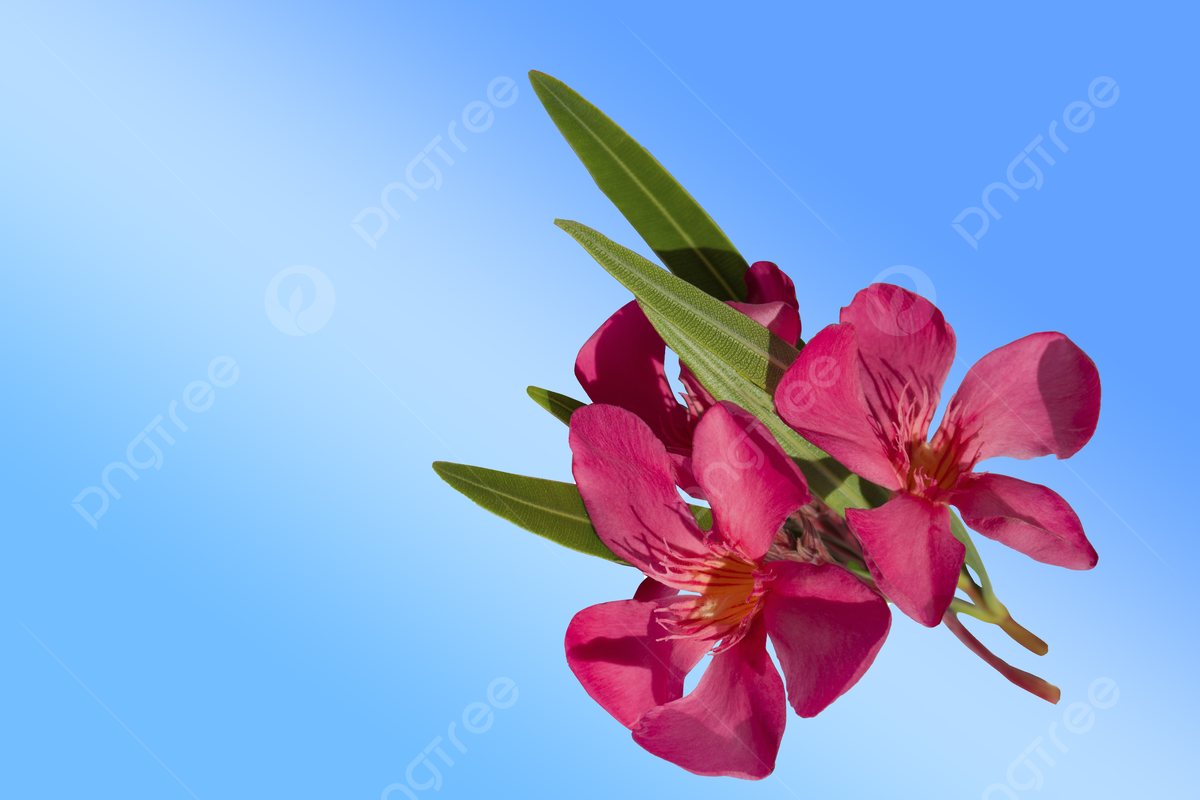 1200x800 A Solitary Oleander Blossom In Pink Against A Backdrop Of Blue Photo Background And Picture For Free Download