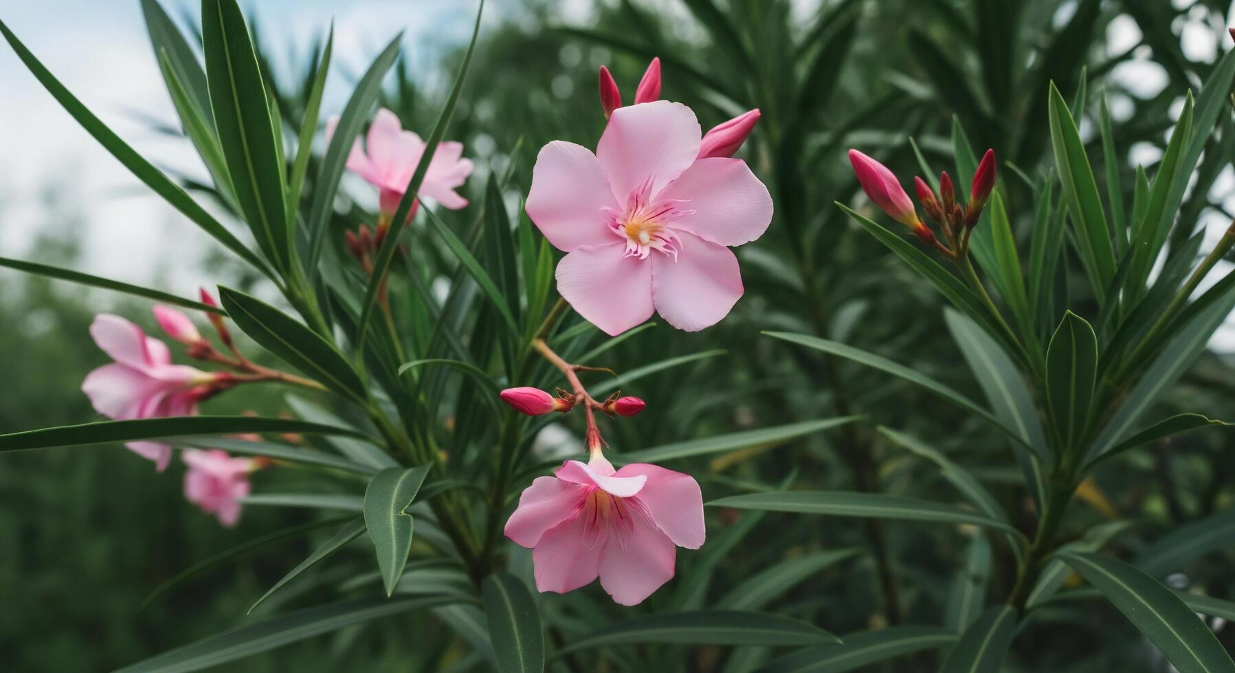 1797x980 Nature background, Nature wallpaper, Delicate pink oleander flowers bloom amidst lush green foliage with buds and a soft sky in the background