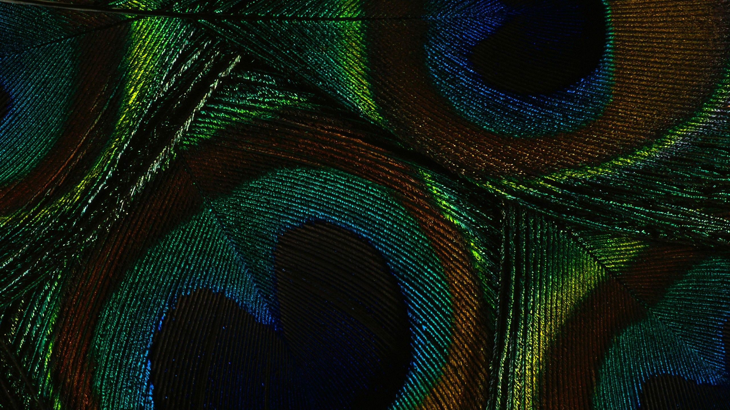 2560x1440 Colorful Feather Digital, Greenish Blue Soft Fractal 4K HD Soft Wallpaper