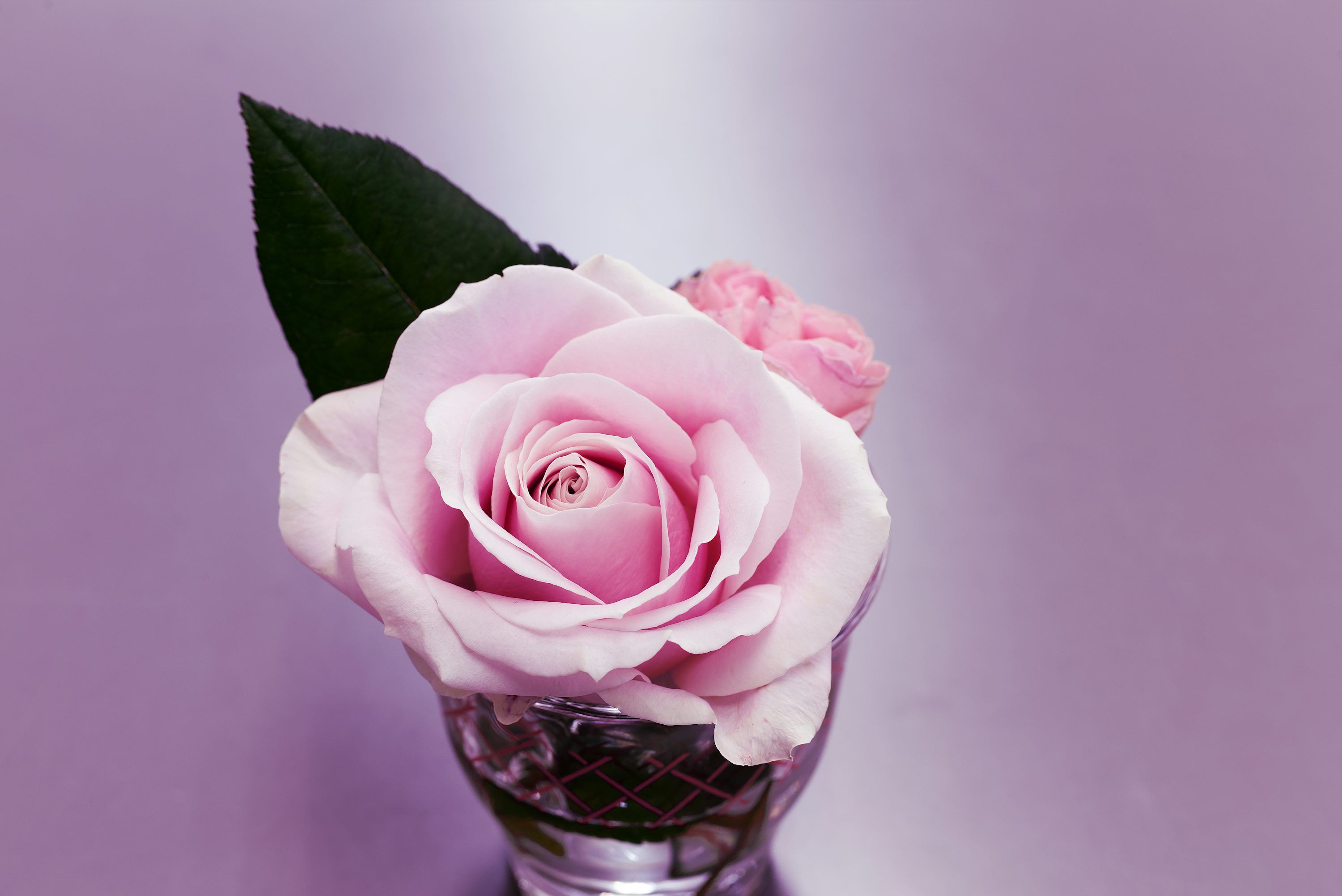 3000x2003 A single pink rose in a glass vase photo