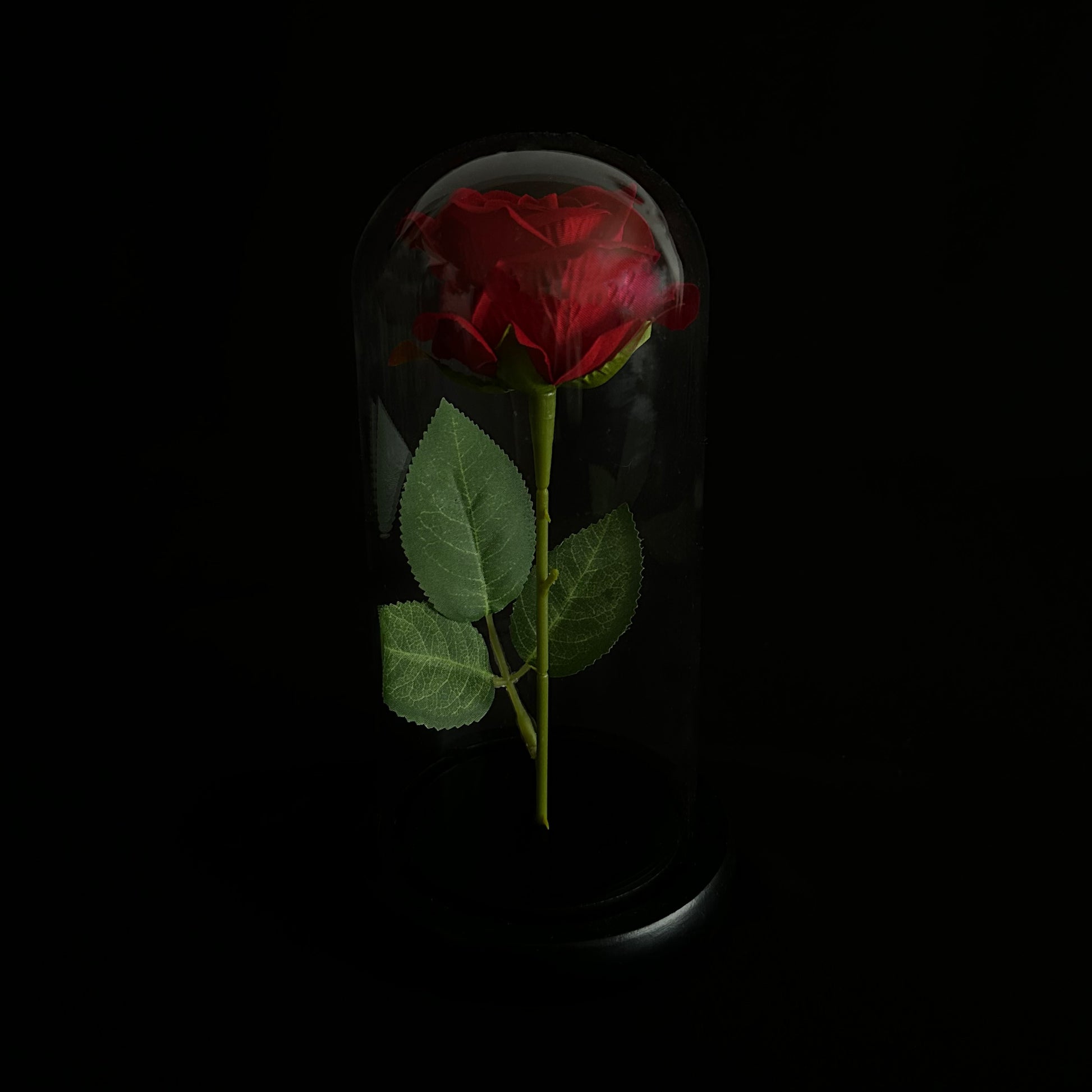1946x1946 La Rose Flower Red
