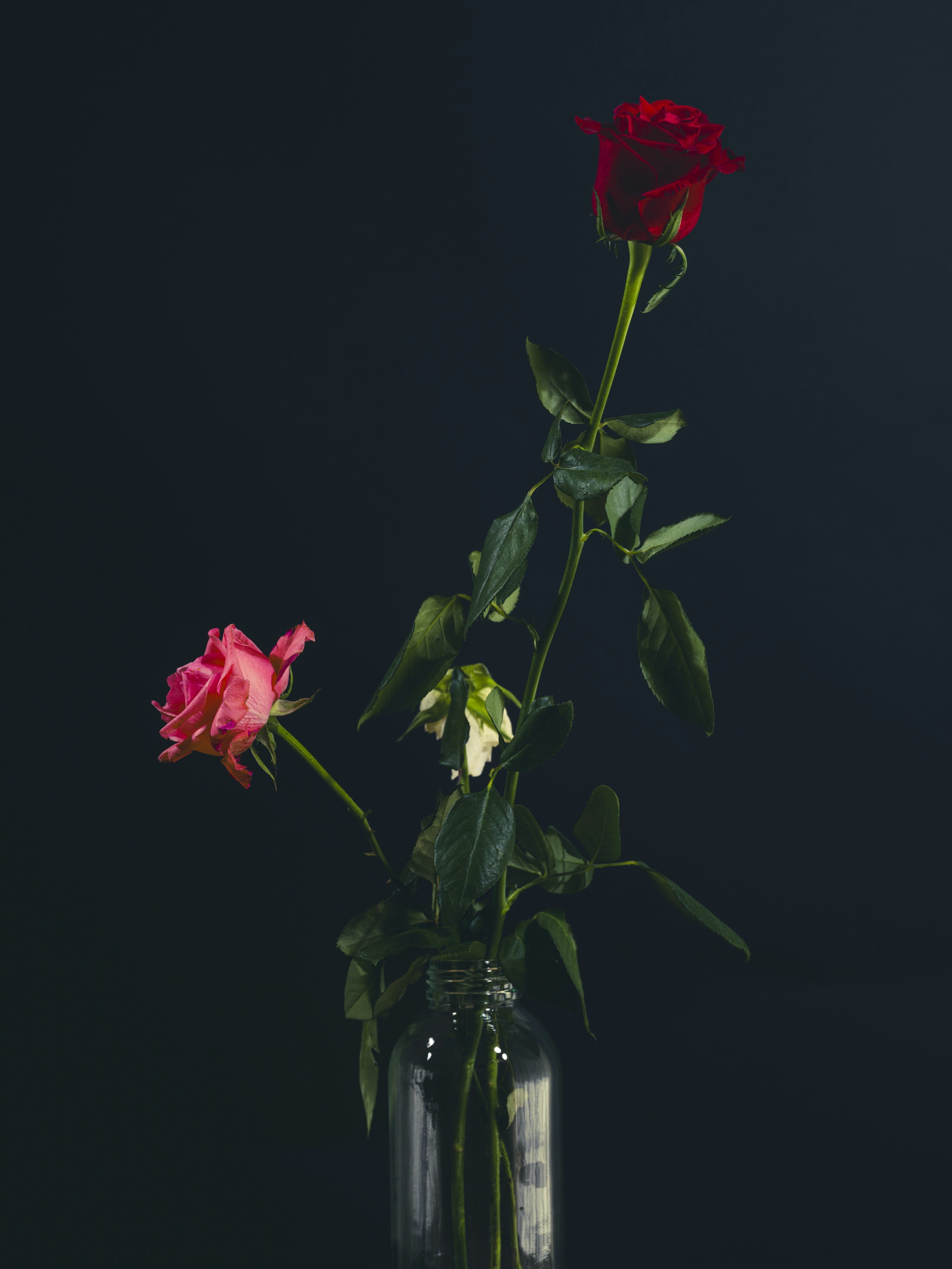 3000x4000 Two roses in a glass vase on a table photo