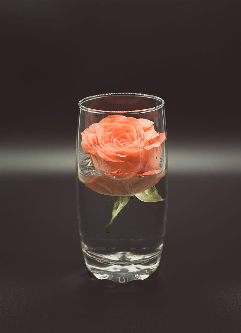 800x1105 Rose, flower, glass, water, HD phone wallpaper