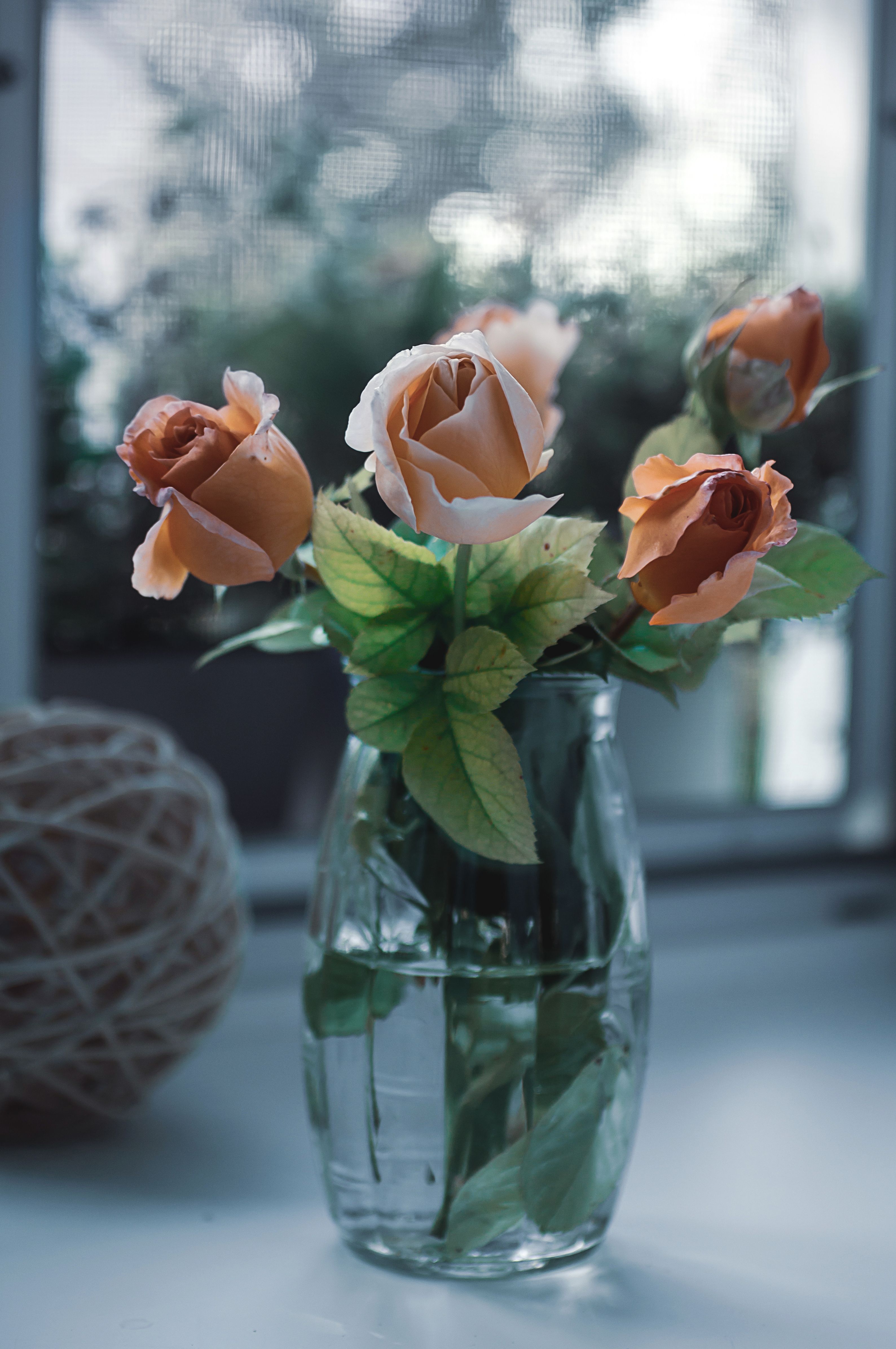 3177x4781 Elegant Bouquet of Orange Roses in Glass Vase · Free