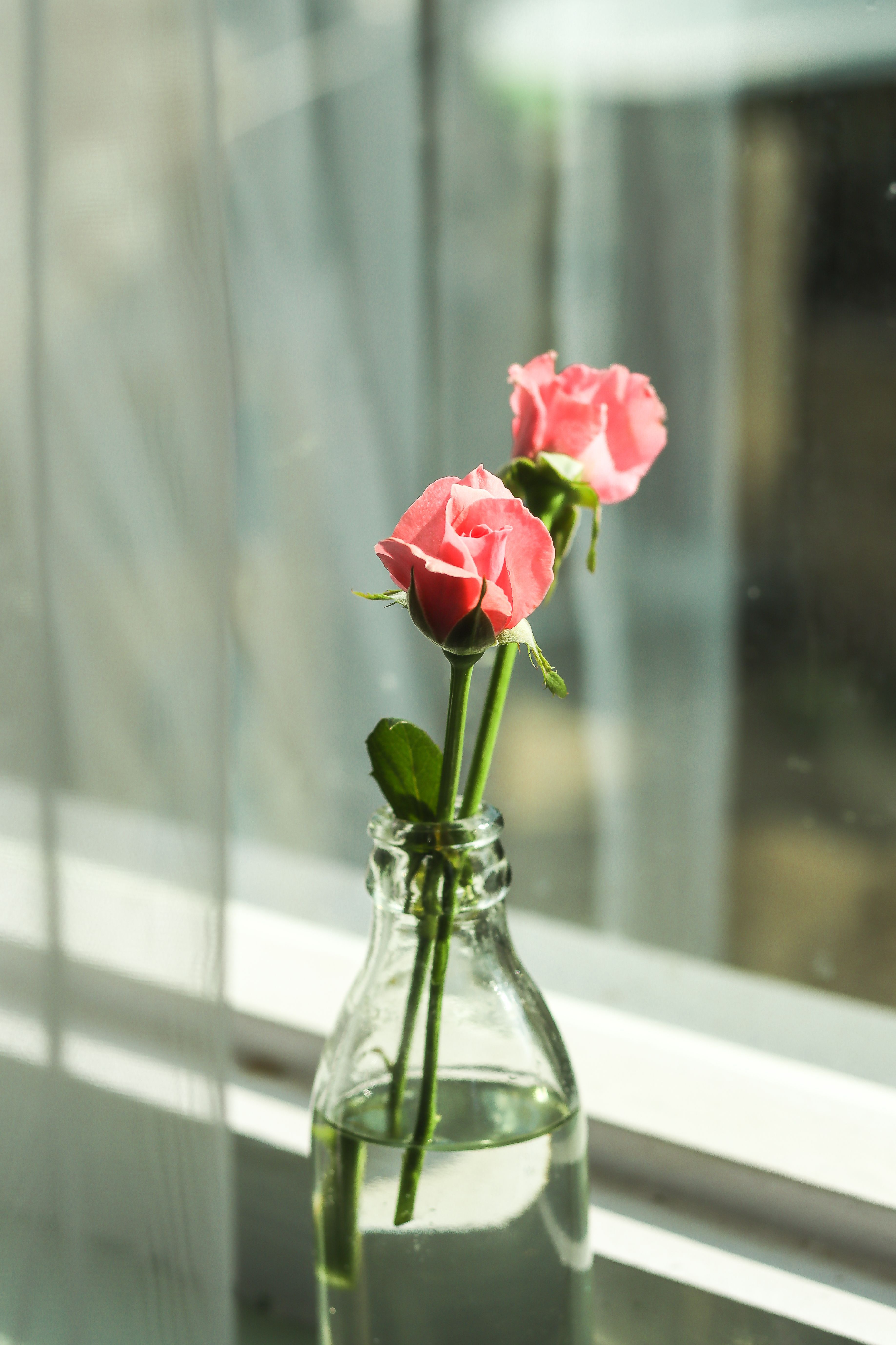 3675x5513 Elegant Red Rose in Simple Glass Vase · Free