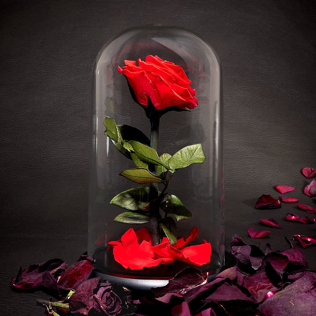 1200x1200 Timeless Rose