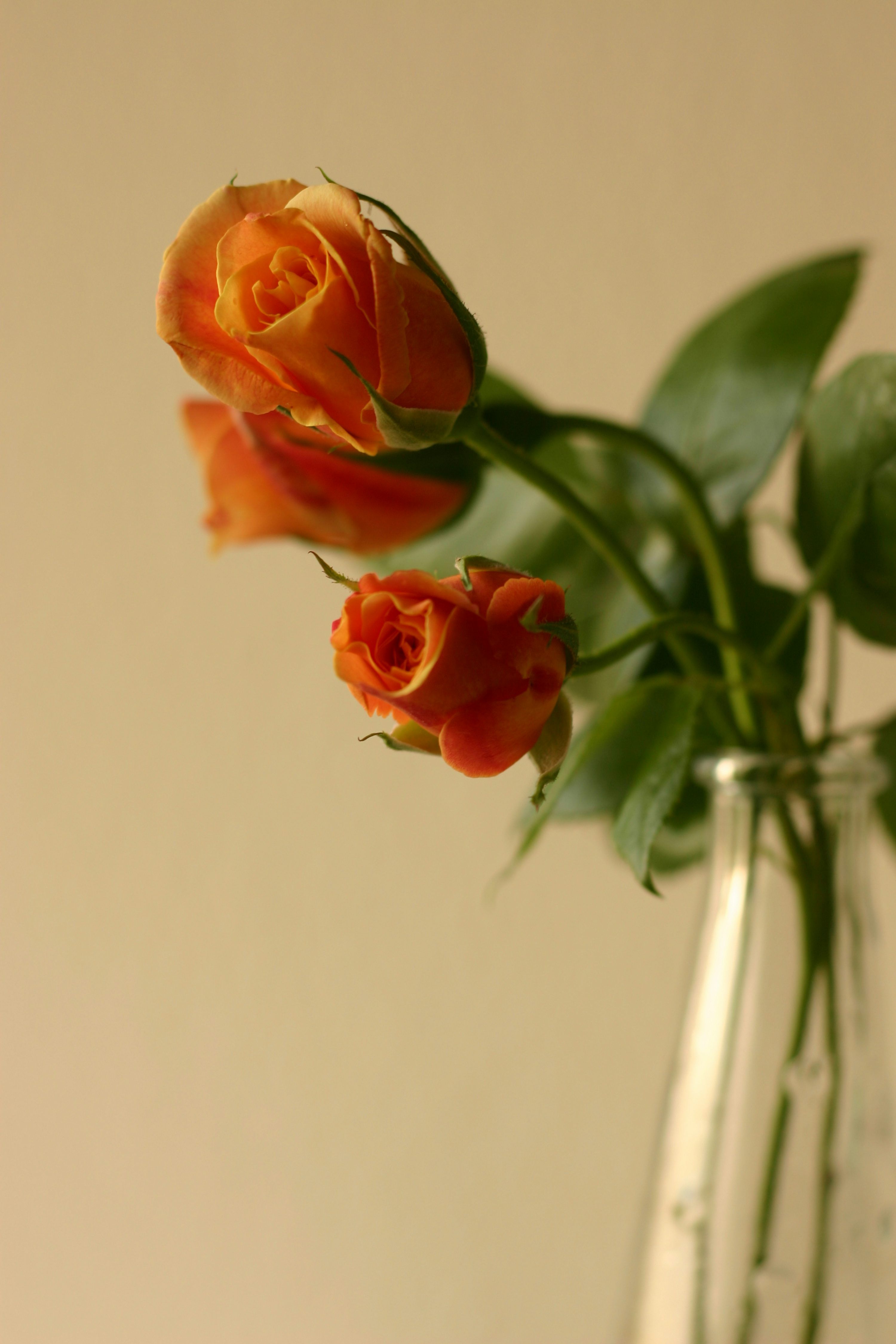 3000x4500 Orange roses bloom in a glass vase. photo