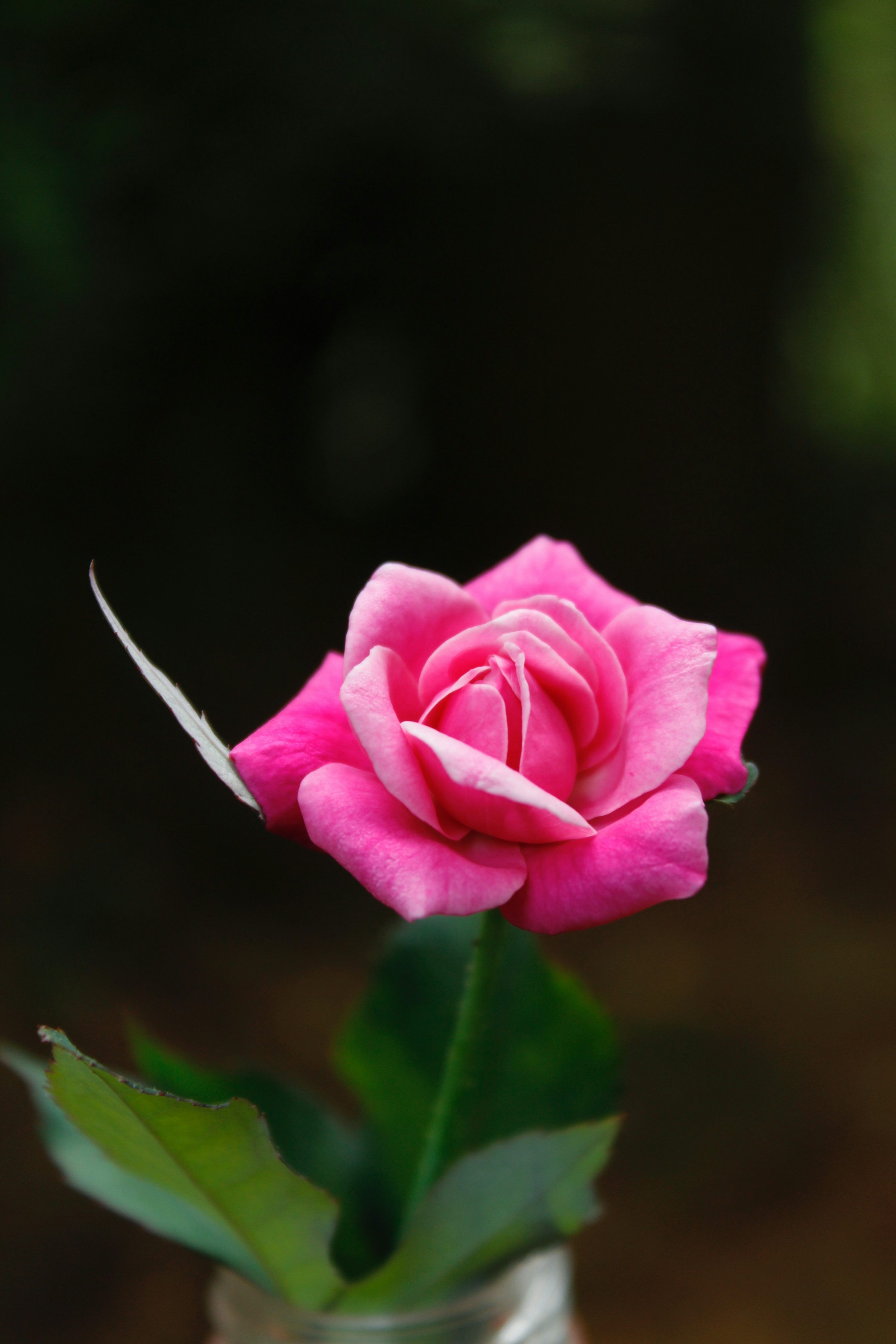 3000x4500 A single pink rose in a glass vase photo
