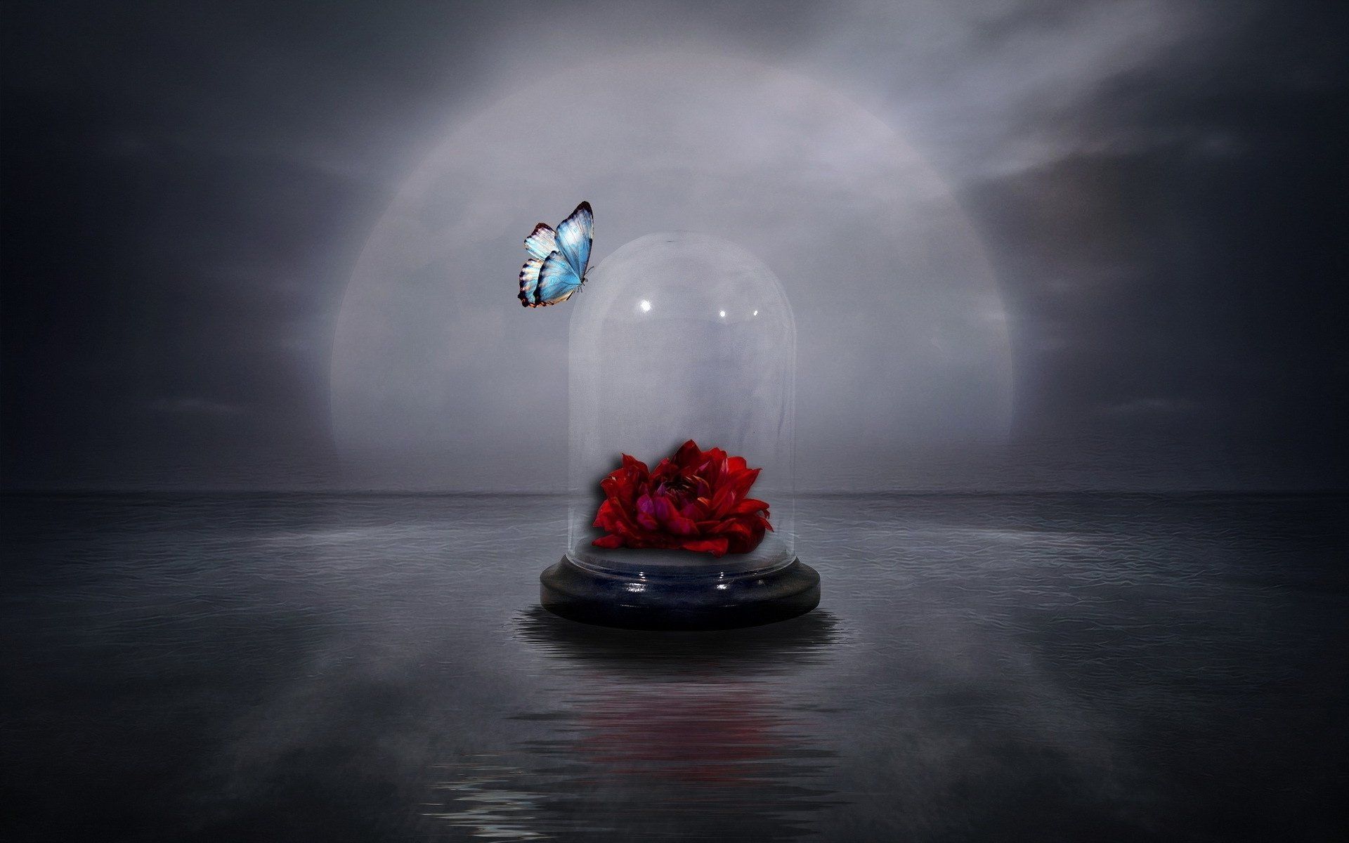 1920x1200 Red Rose in Glass Dome with Butterfly