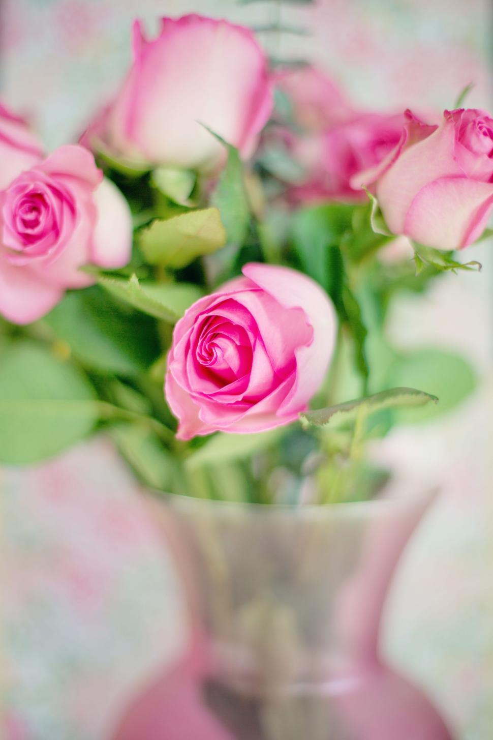 970x1455 Free of Pink Roses in Vase. Download Free Image and Free Illustrations