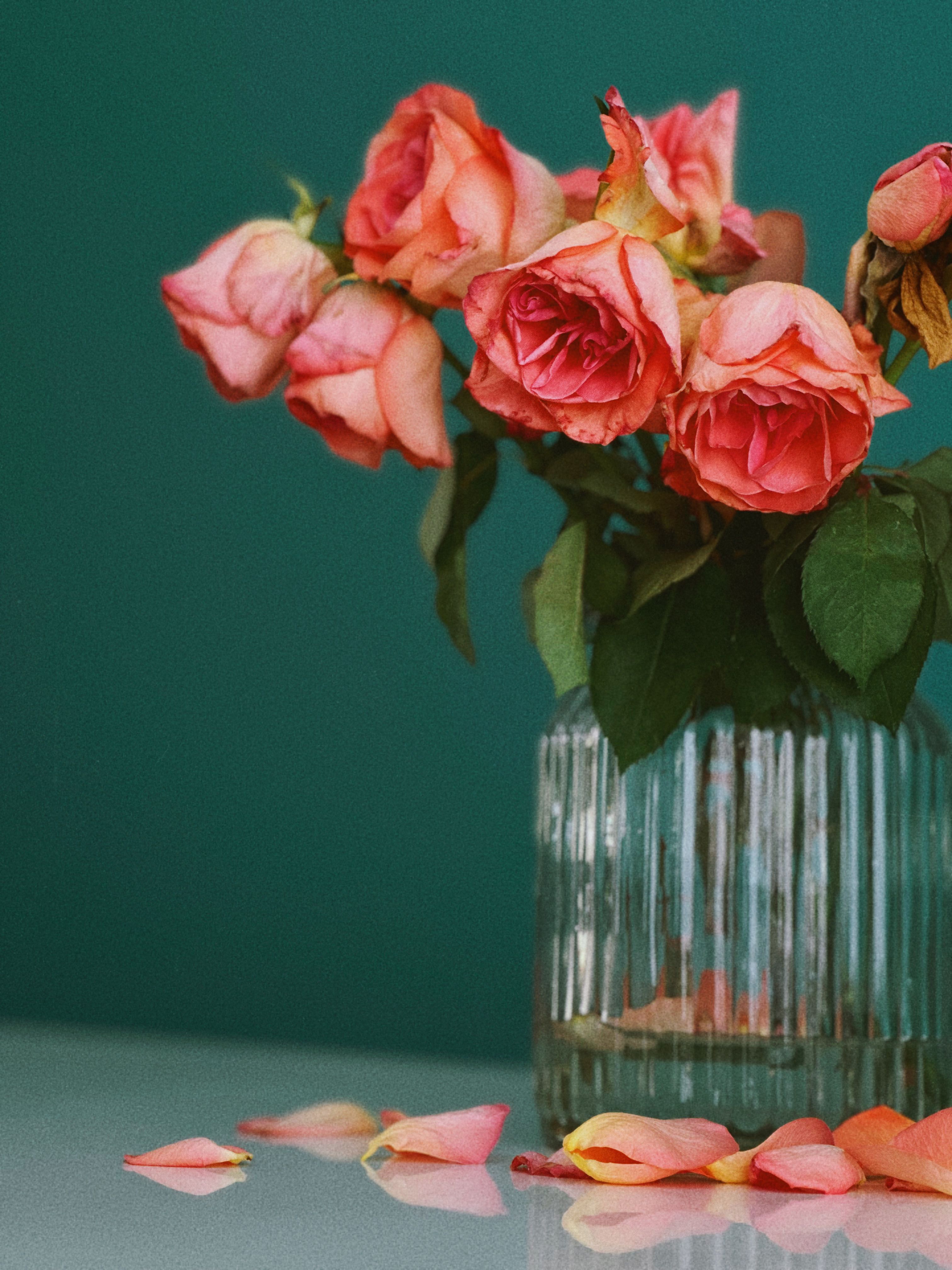 3024x4032 Vibrant Coral Roses in Glass Vase on Green Background · Free