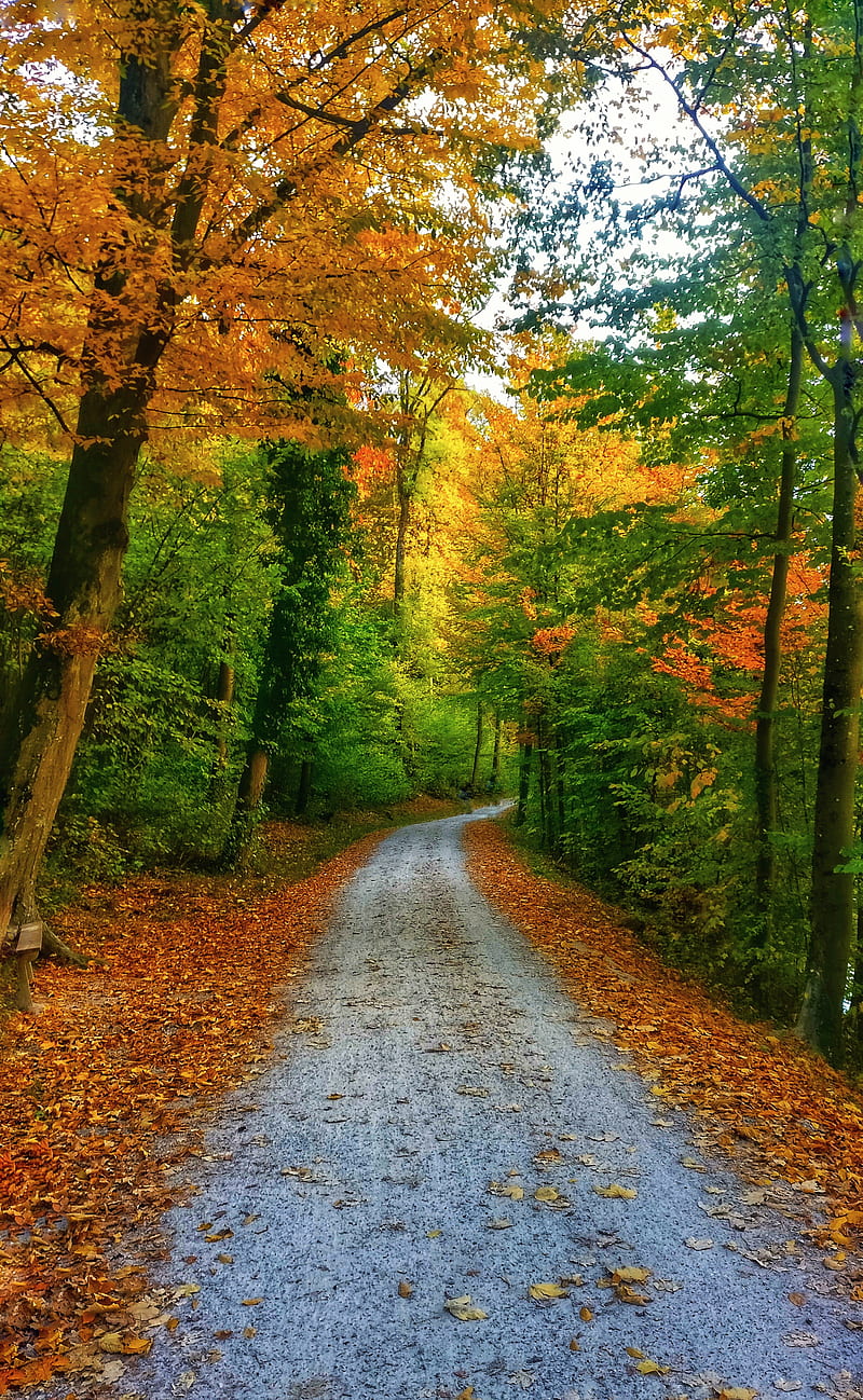 800x1298 HD road in switzerland wallpaper