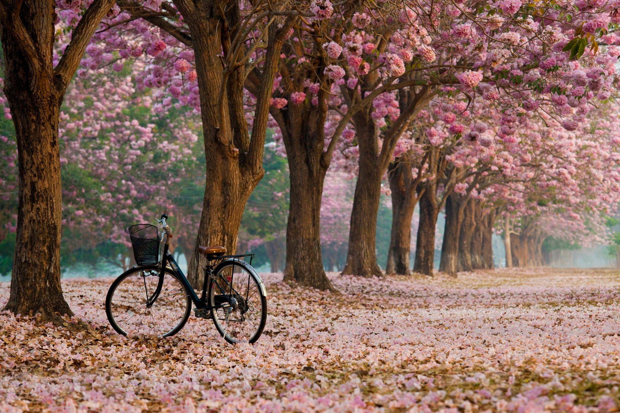 2048x1365 Bicycle Aesthetic Wallpaper