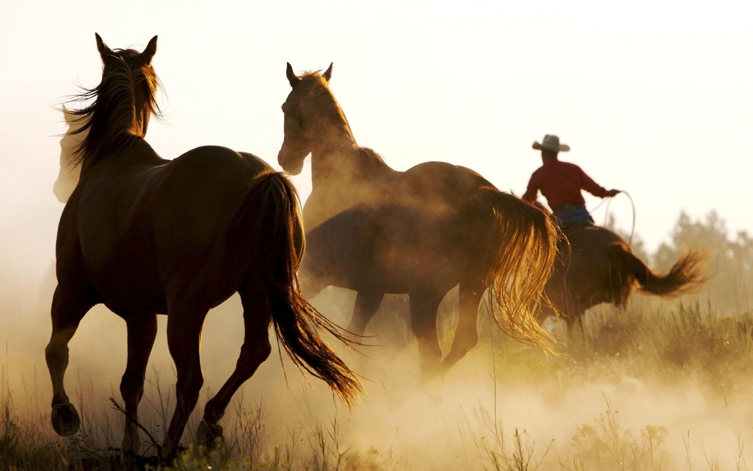 2560x1600 Western Horse Background