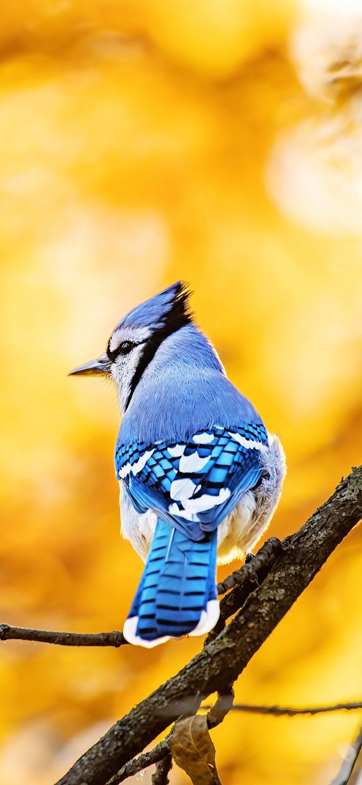 720x1560 Beautiful Blue Jay Bird In Yellow Forest