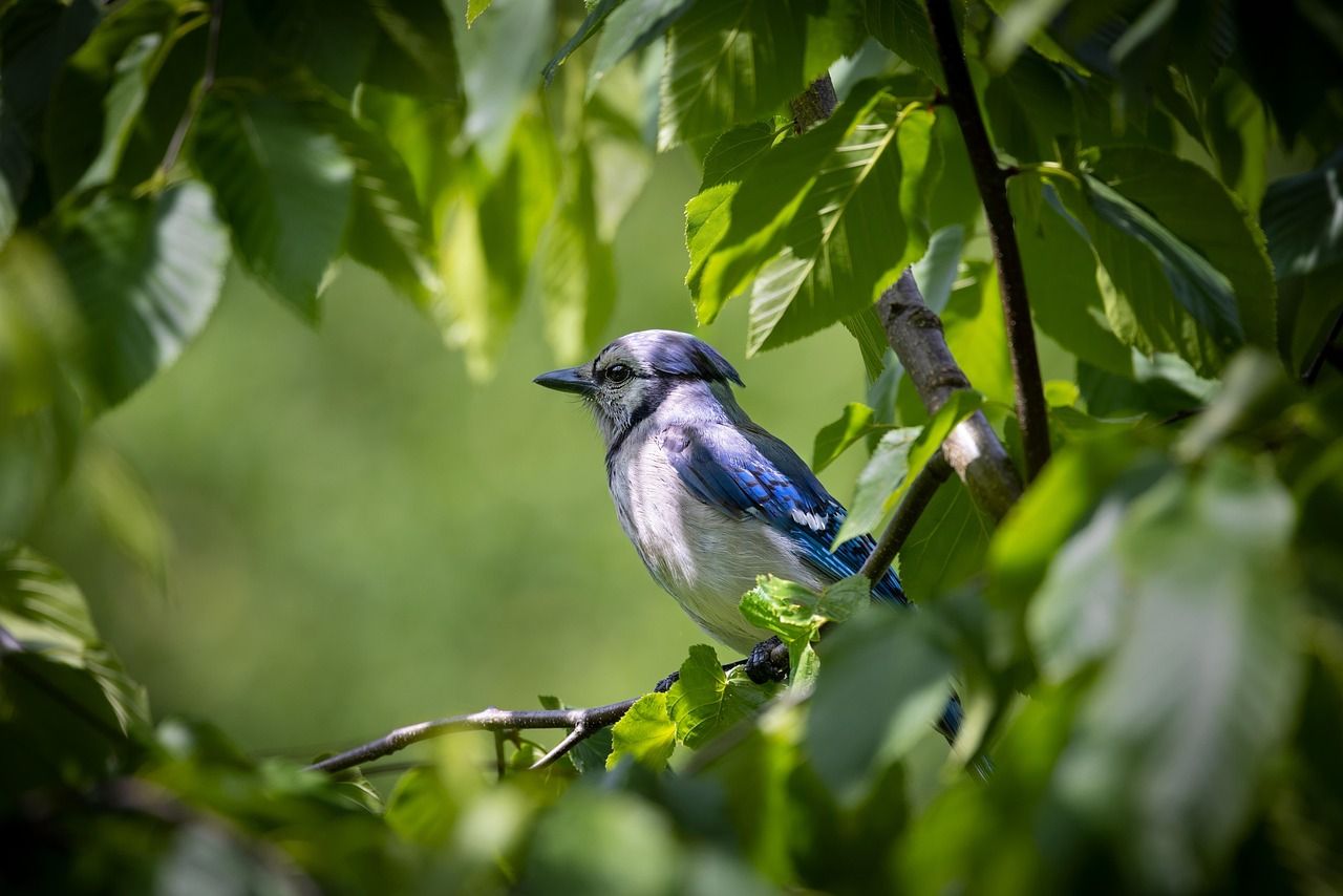 1280x854 Blue Jay Bird Animal