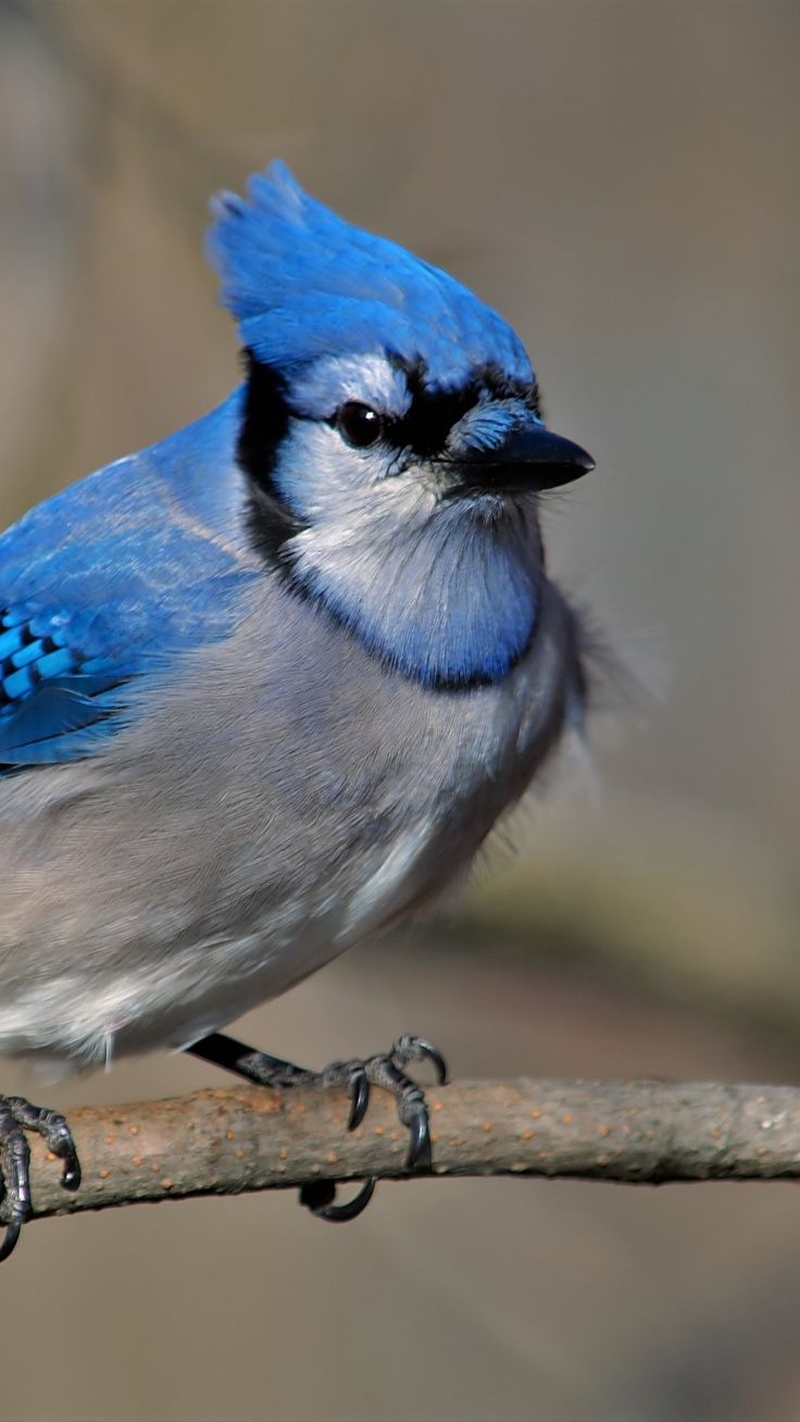 736x1308 4k Blue Jay iPhone 6s, 6 Plus, Pixel xl , One Plus 3t, 5 , HD 4k Wallpaper, Image, Background, Photos and Picture