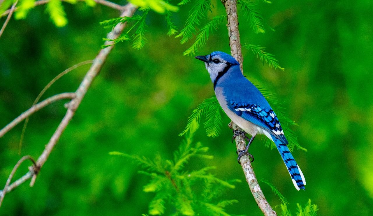 1280x742 Blue Jay Bird Animal