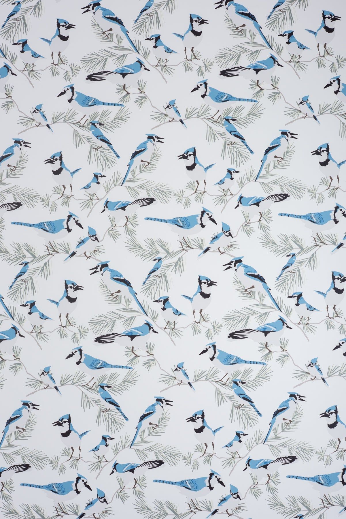 1201x1800 Blue Jay Wallpaper