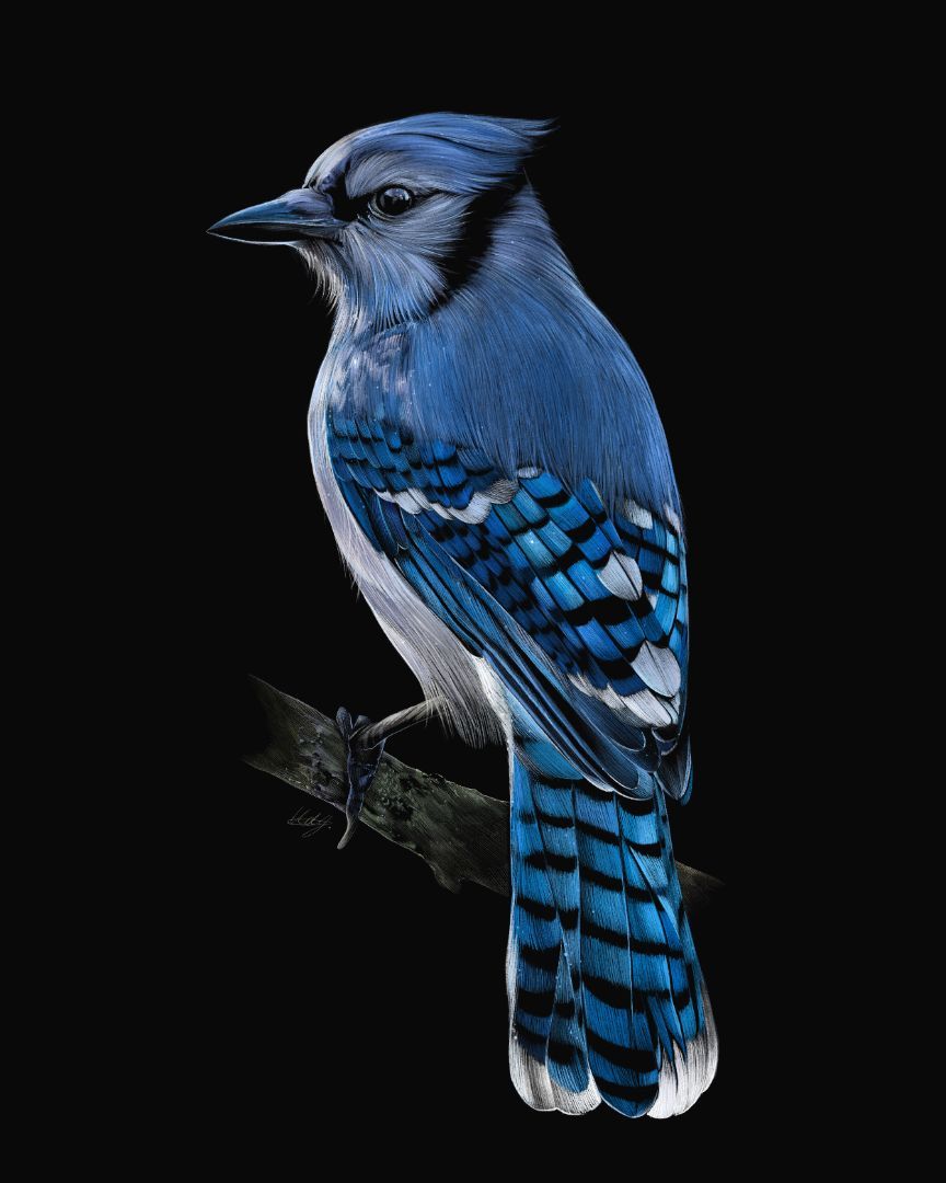 864x1080 Triumphant Jay Bird Art Print