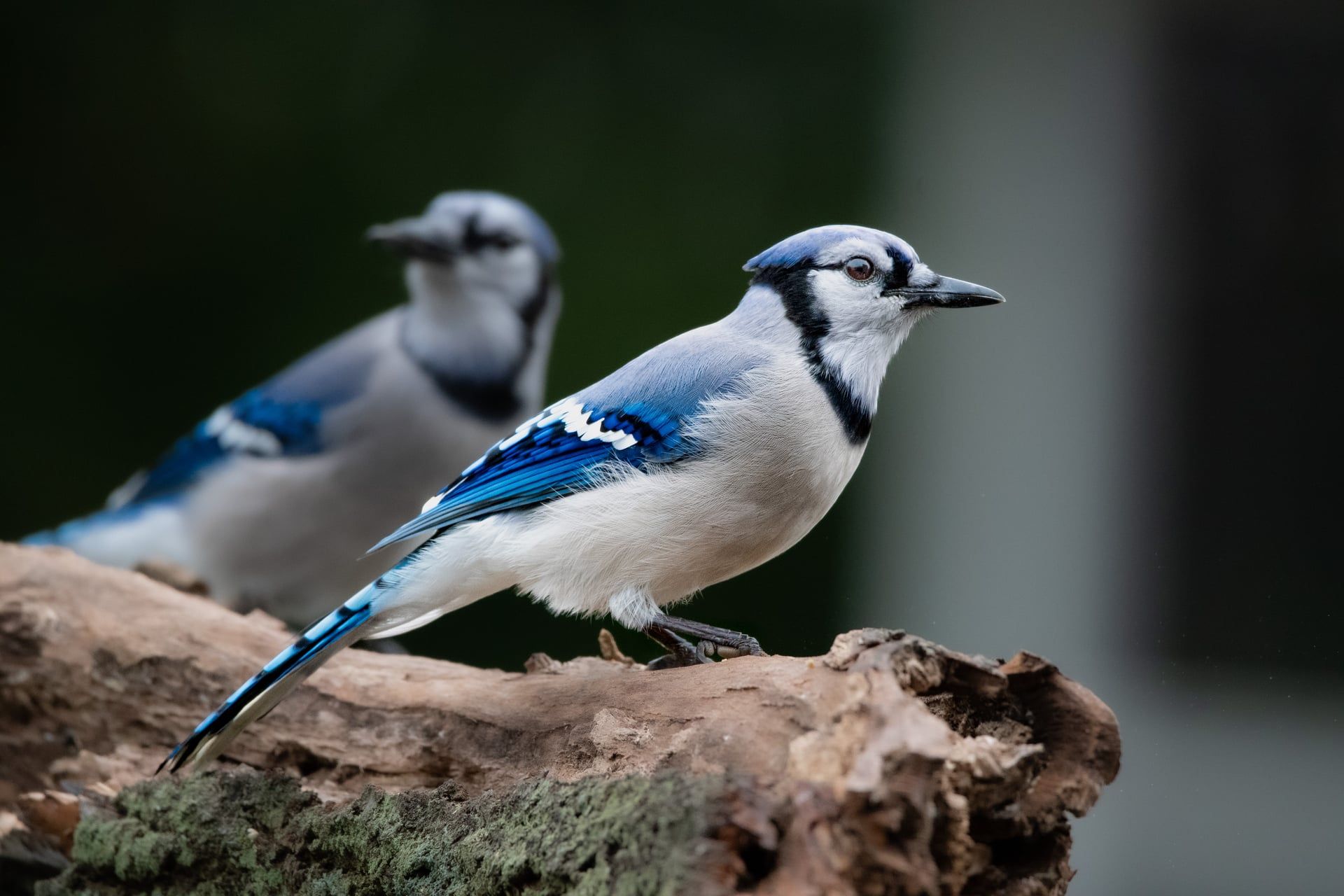 1920x1280 Blue Jays