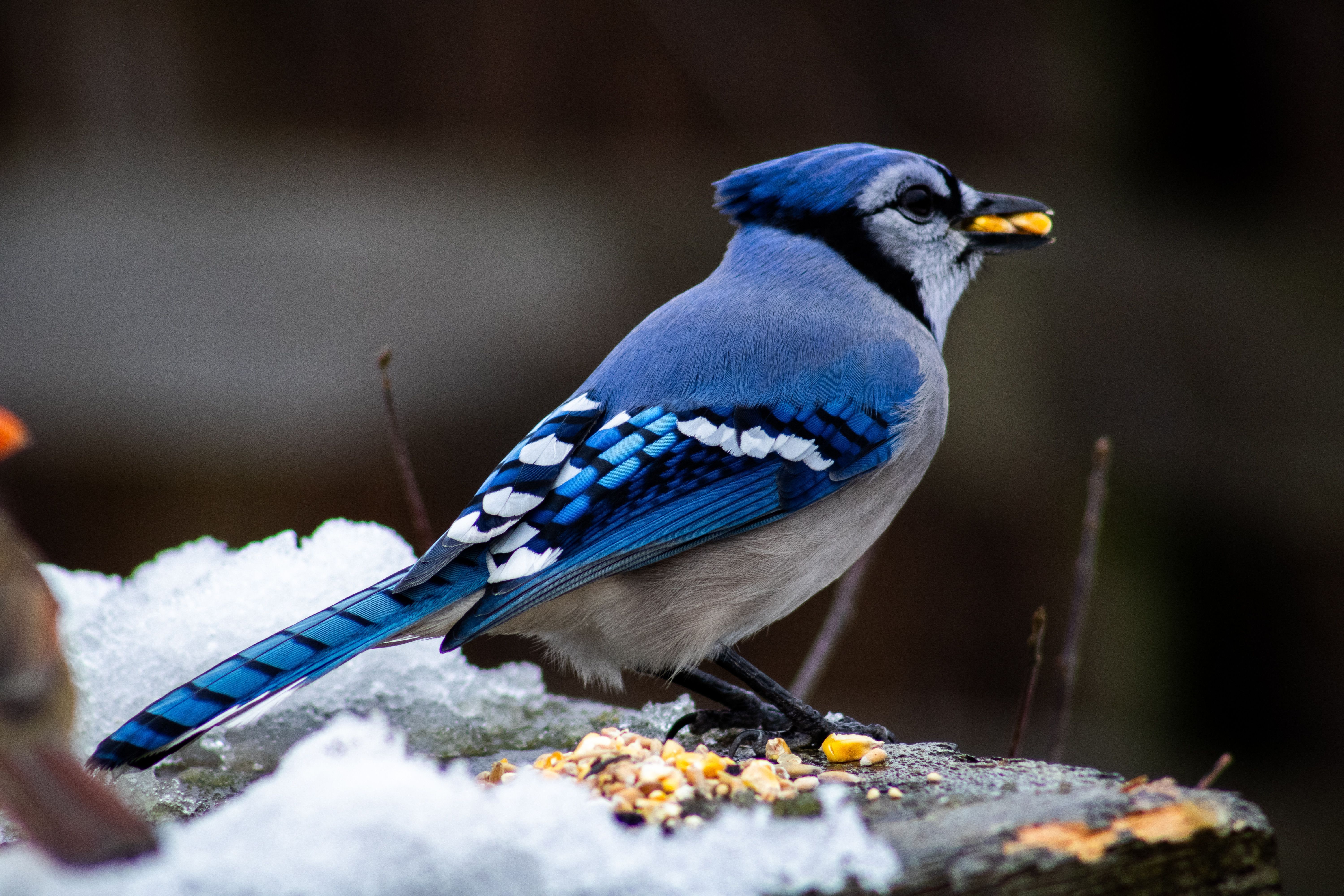 6000x4000 Blue Jay Birds Close Up Nature Photo, Download The BEST Free Blue Jay Birds Close Up Nature & HD Image