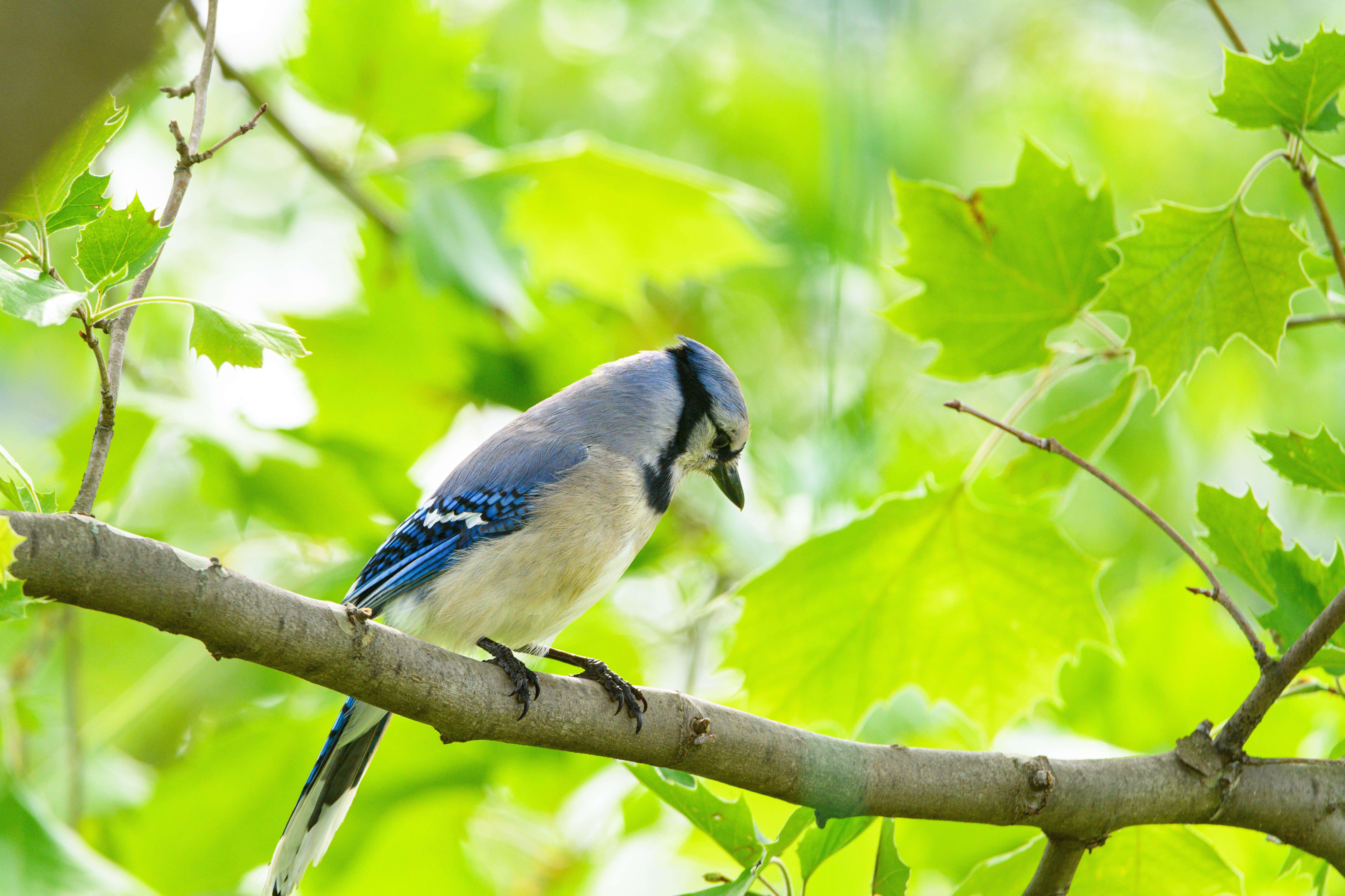 8256x5504 Close Up Of A Blue Jay Sitting Near A Tree · Free