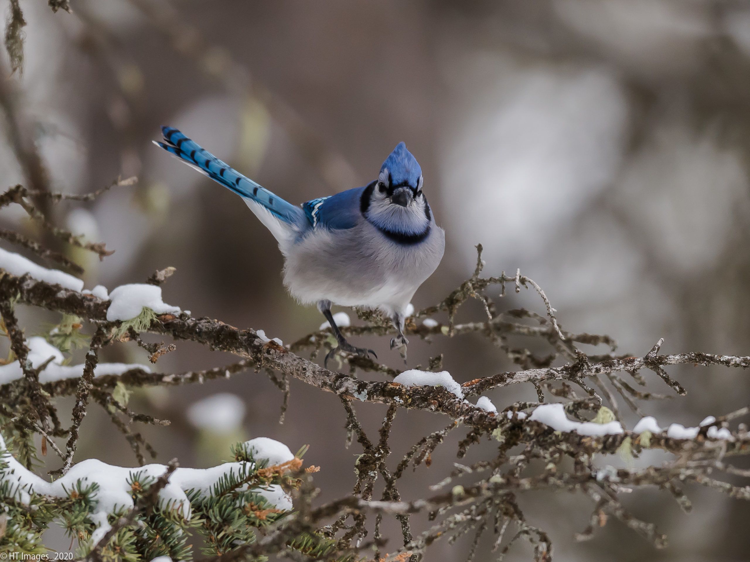 2560x1918 Blue Jay 4