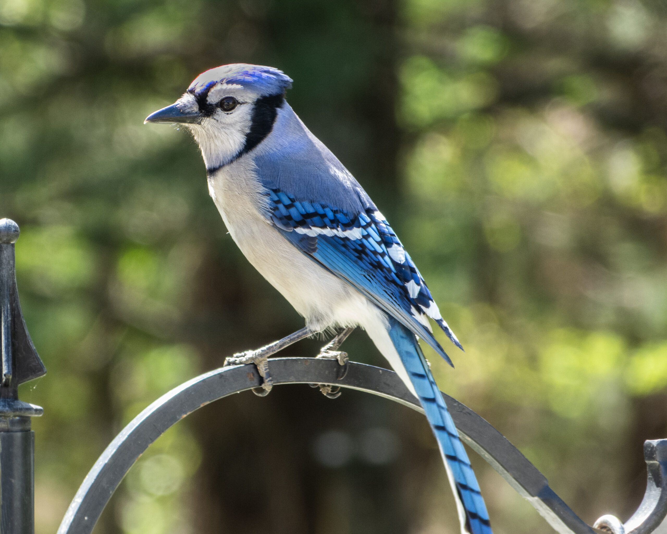 2560x2048 Blue Jay
