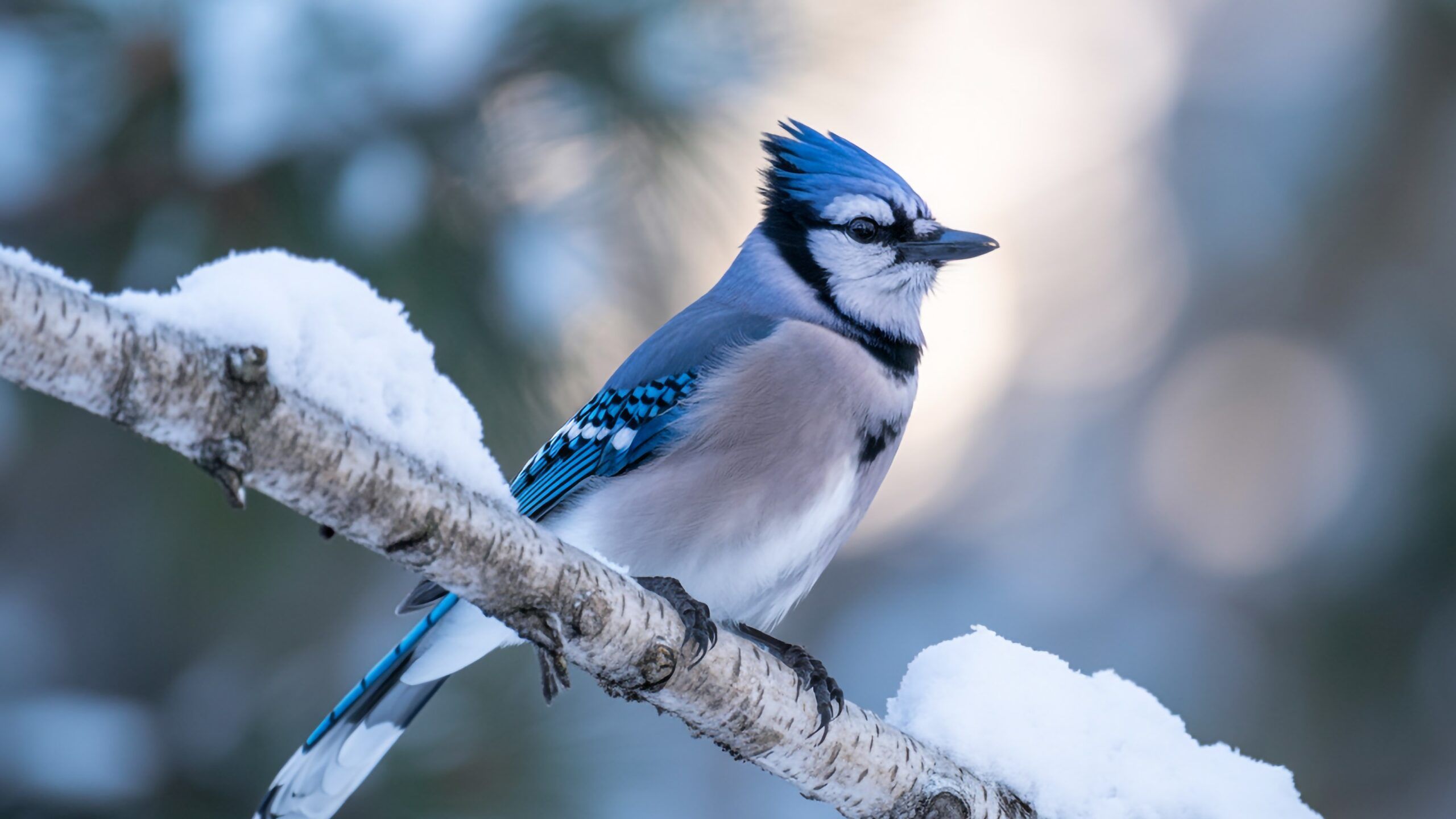 2560x1440 Welcoming the Blue Jays: Bold Color and Big Personality in the Winter Garden's Garden Center