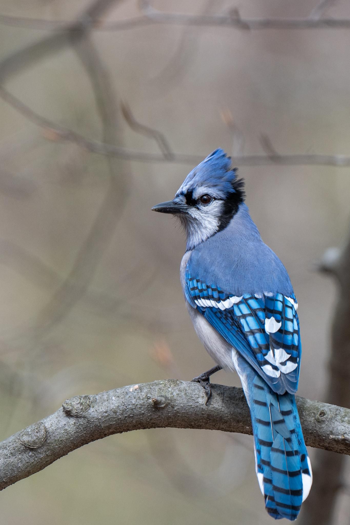 1365x2048 I finally got a Blue Jay capture to be proud of!
