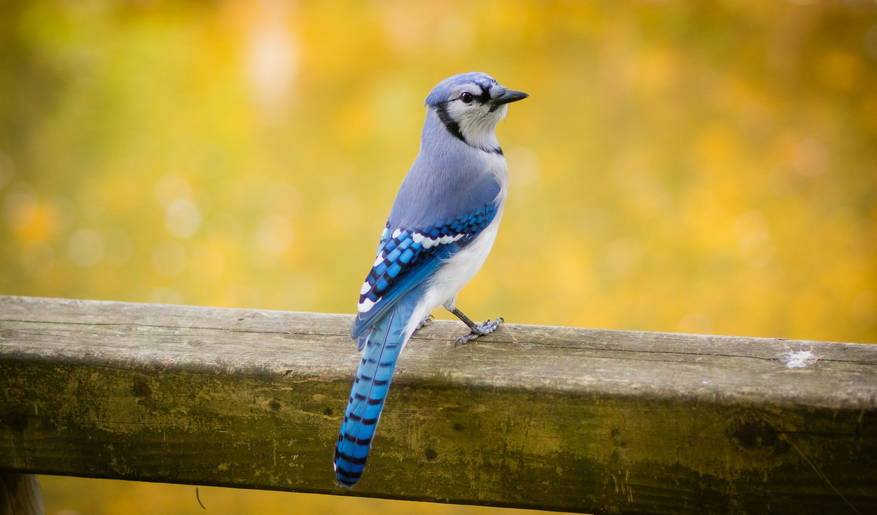 3000x1764 Blue Jay Picture. Download Free Image