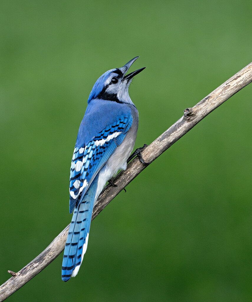 855x1024 Blue Jay scolding a Red Squirrel Critiques Photographers Network
