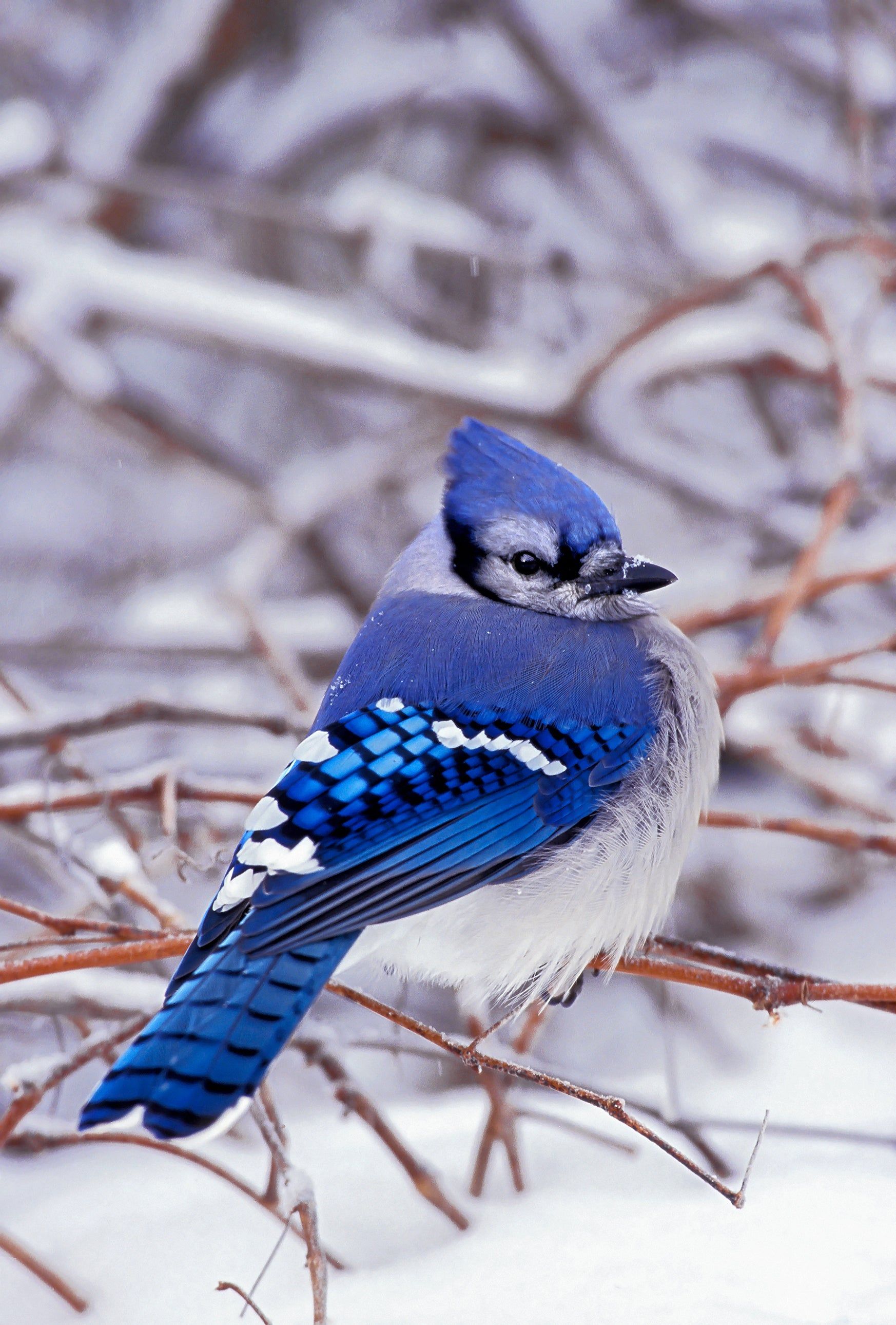 1746x2580 Blue jay card (vertical)