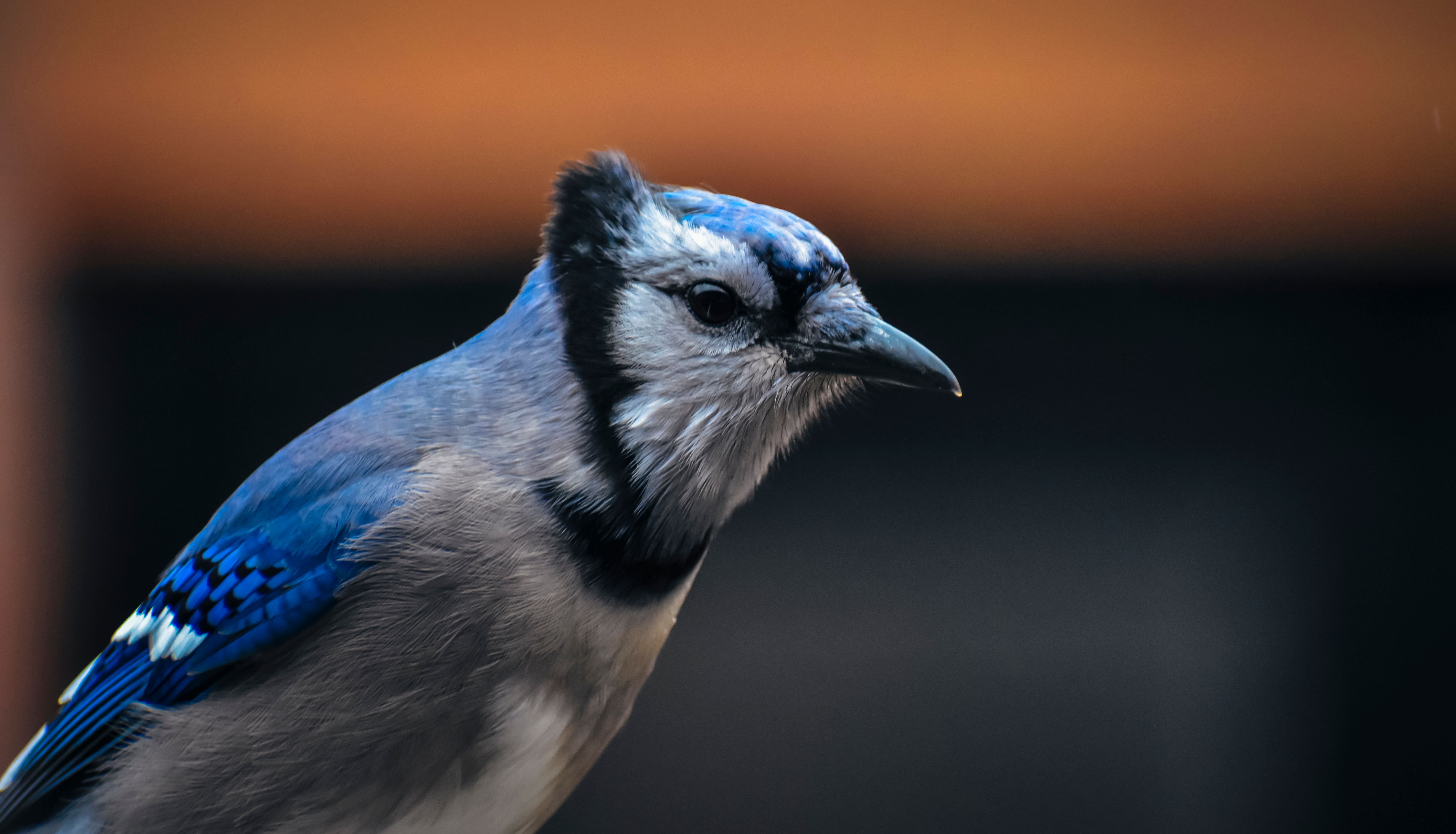 5962x3417 Blue jay with pointed beak on blurred background · Free